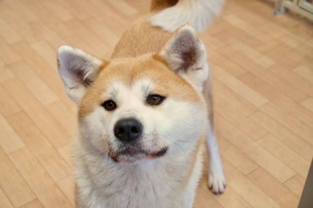 保護犬「華」、里親さんとのトライアルめざしてトレーニング中！