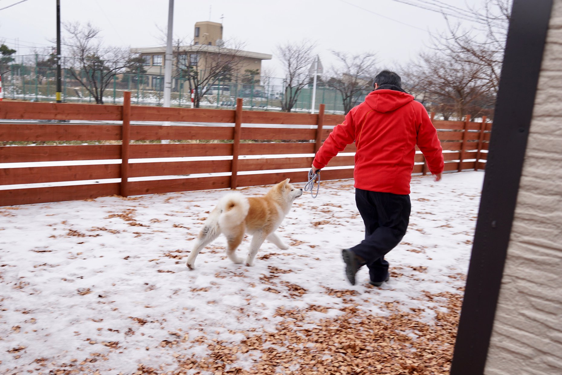 秋田犬に会いに行く◆道の駅おが|なまはげの里オガーレ