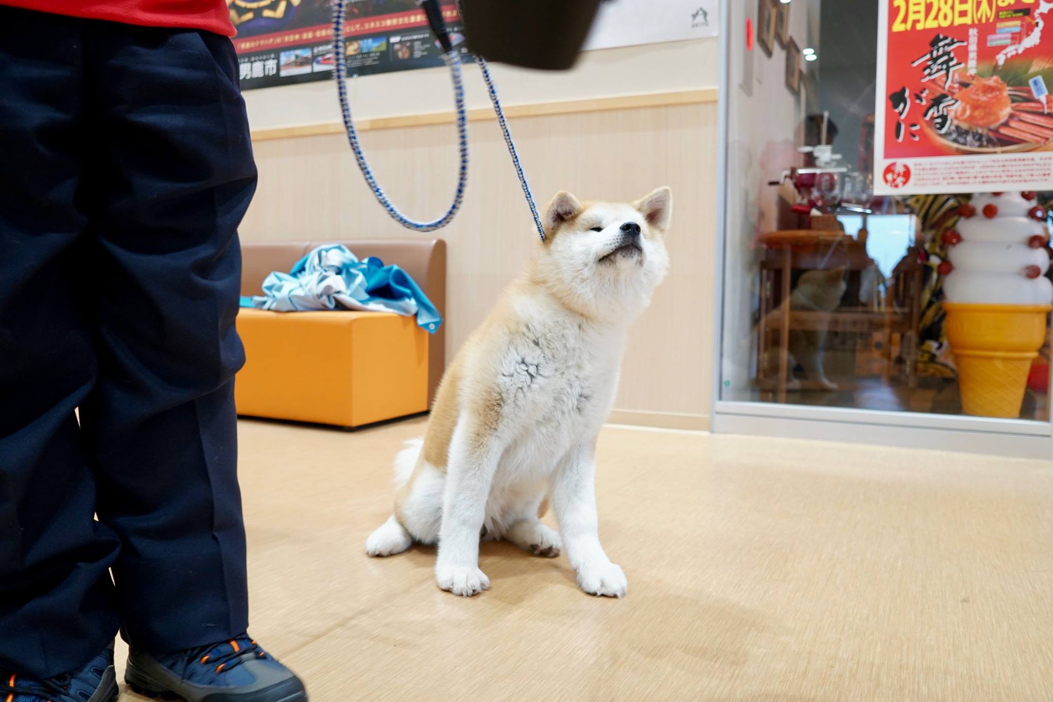 秋田犬に会いに行く◆道の駅おが|なまはげの里オガーレ