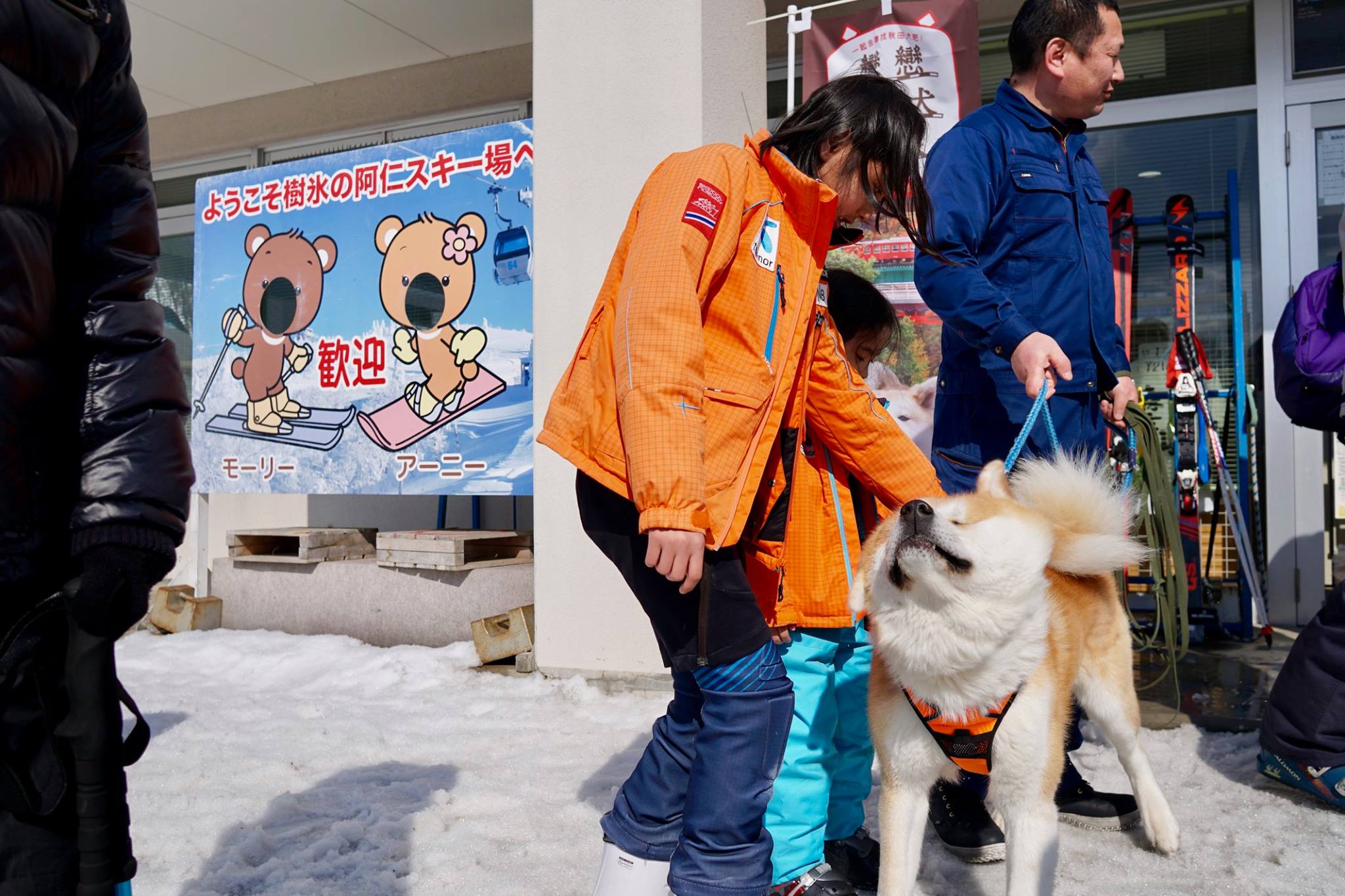 秋田犬に会いに行く◆森吉山阿仁スキー場