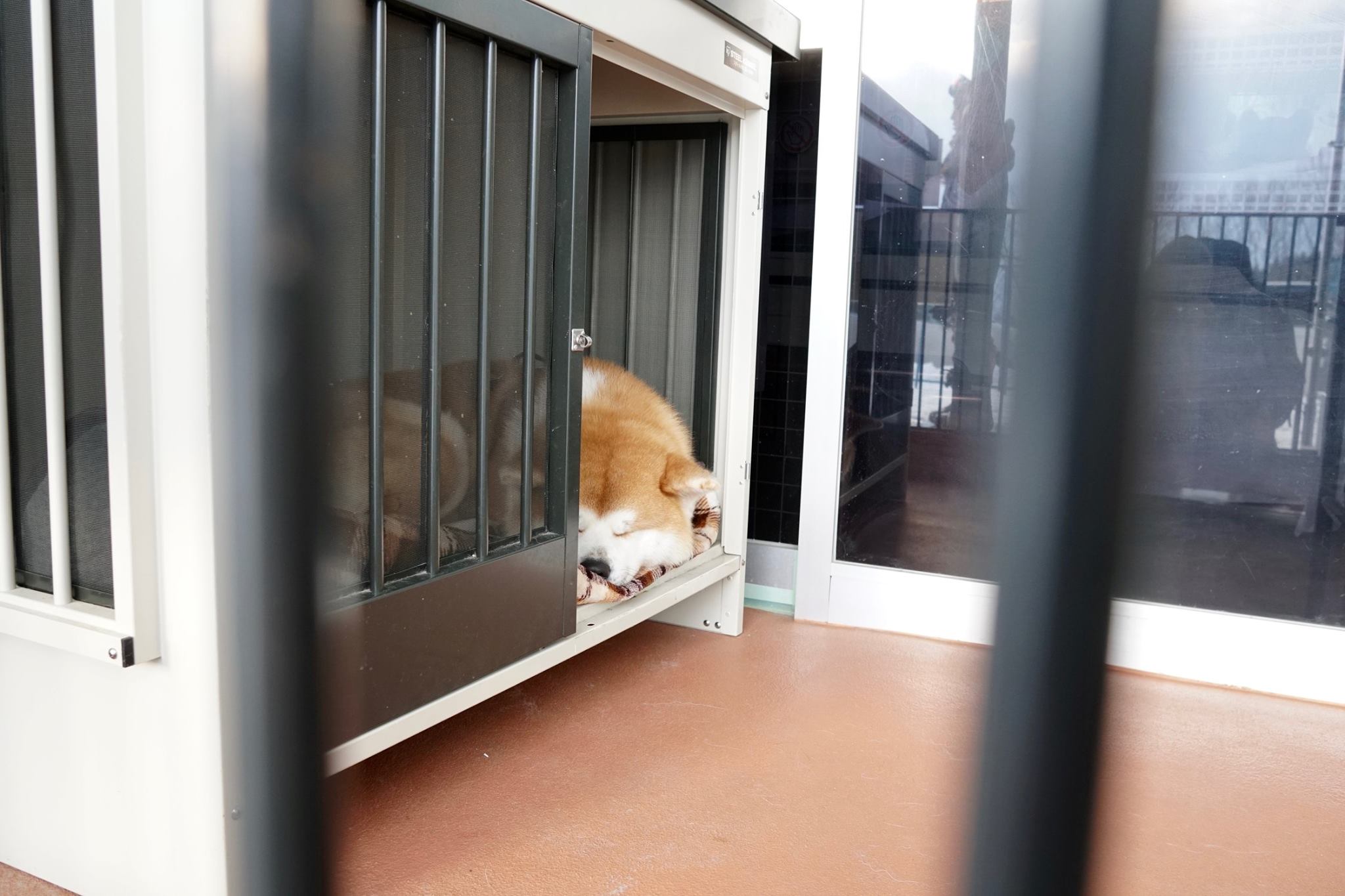 秋田犬に会いに行く◆森吉山阿仁スキー場
