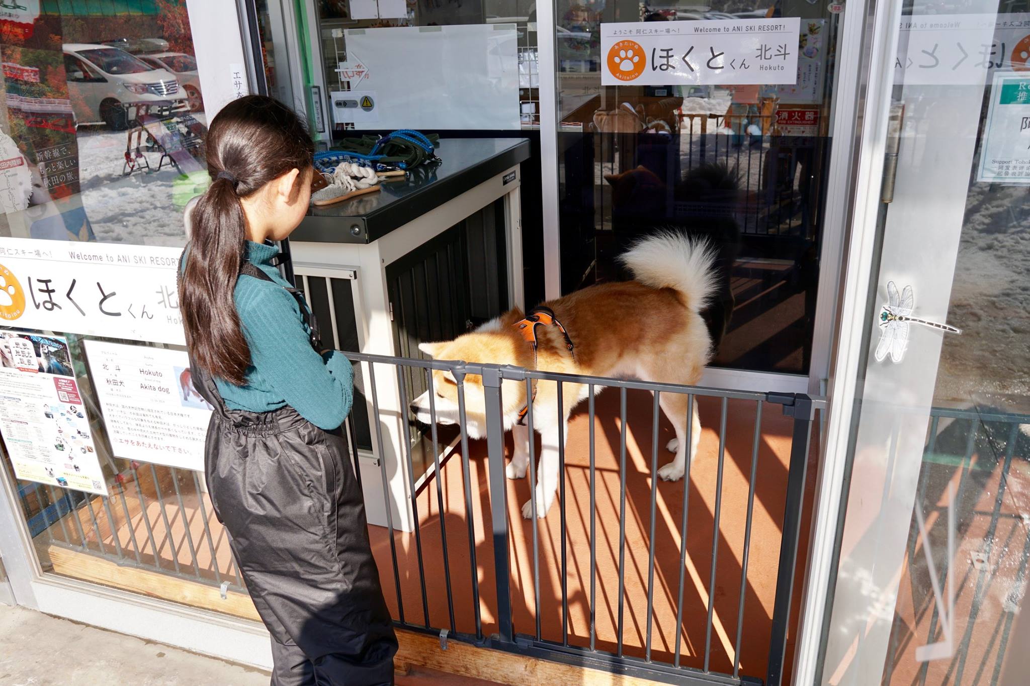 秋田犬に会いに行く◆森吉山阿仁スキー場