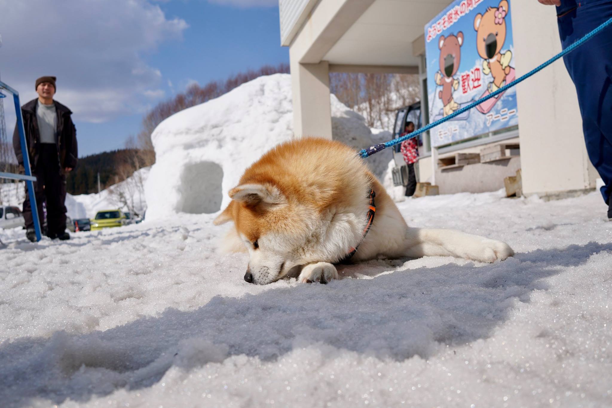 秋田犬に会いに行く◆森吉山阿仁スキー場