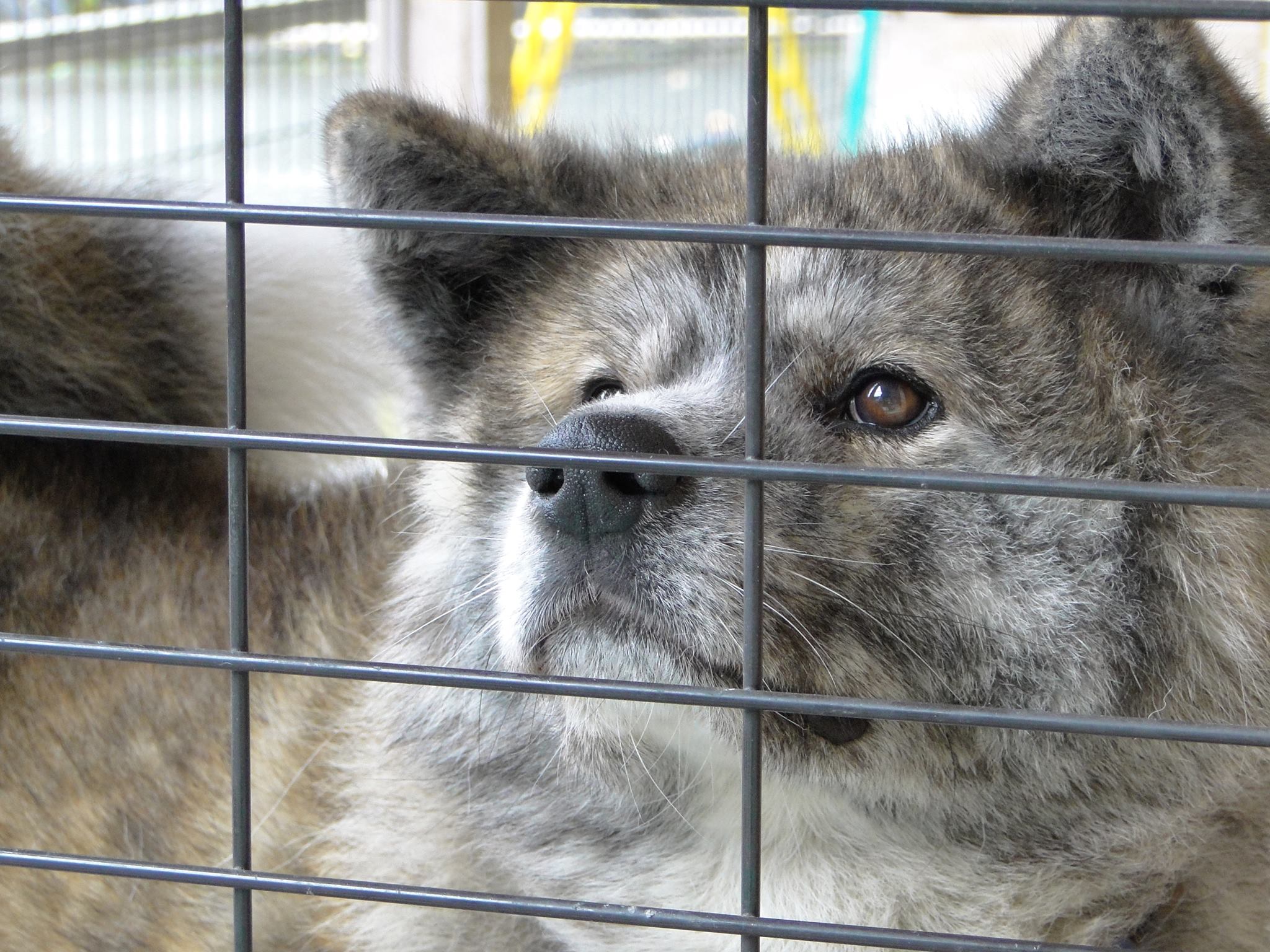 秋田犬に会いに行く◆田沢湖共栄パレス
