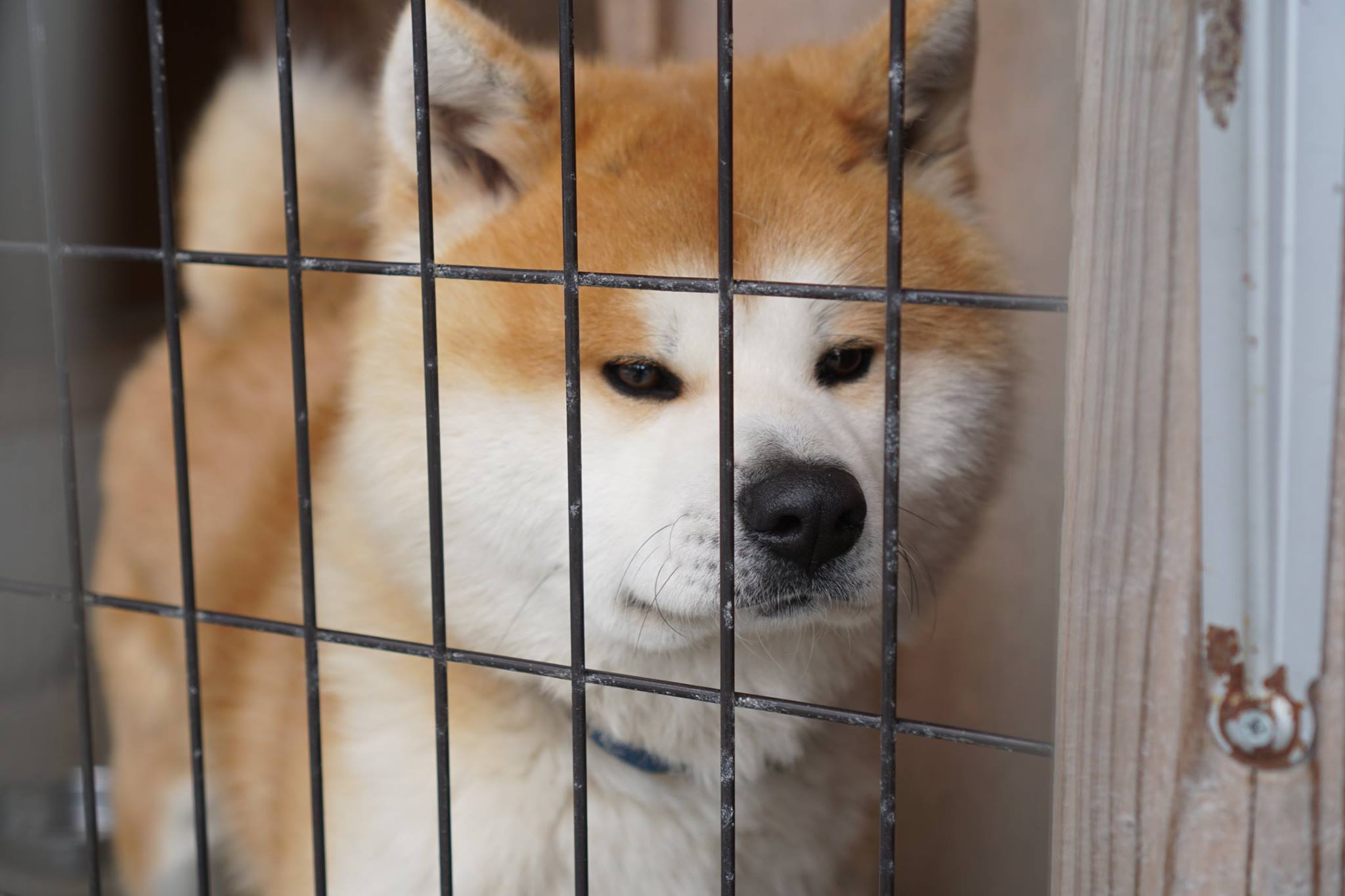 秋田犬に会いに行く◆田沢湖共栄パレス