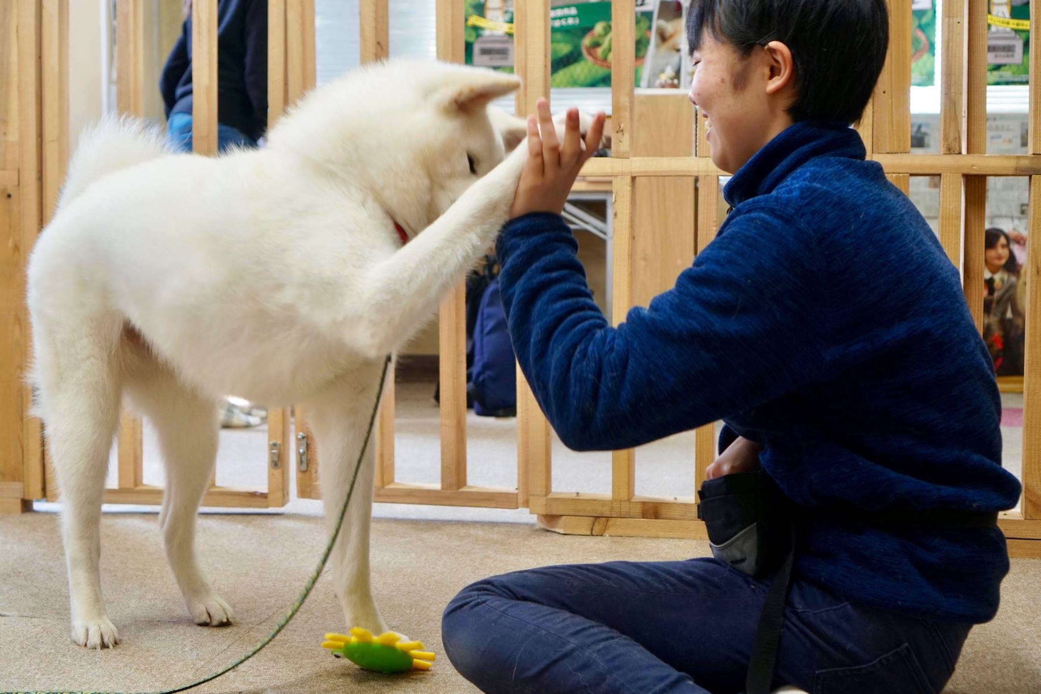 秋田犬に会いに行く◆秋田犬ふれあい処 Part3
