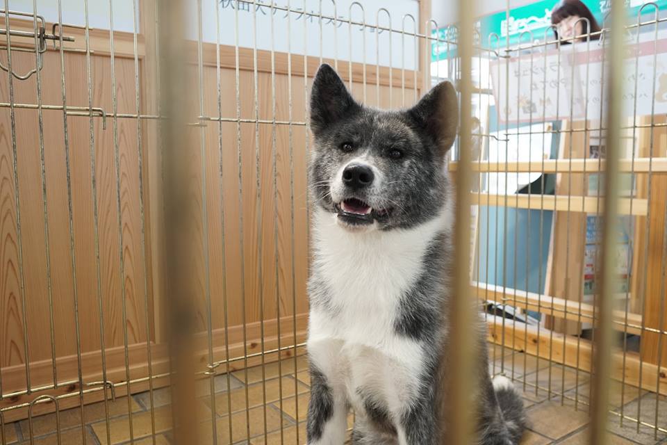 秋田犬ステーション2年目を迎えるにあたって