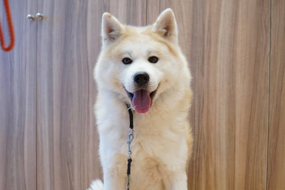 秋田犬ステーション2年目を迎えるにあたって