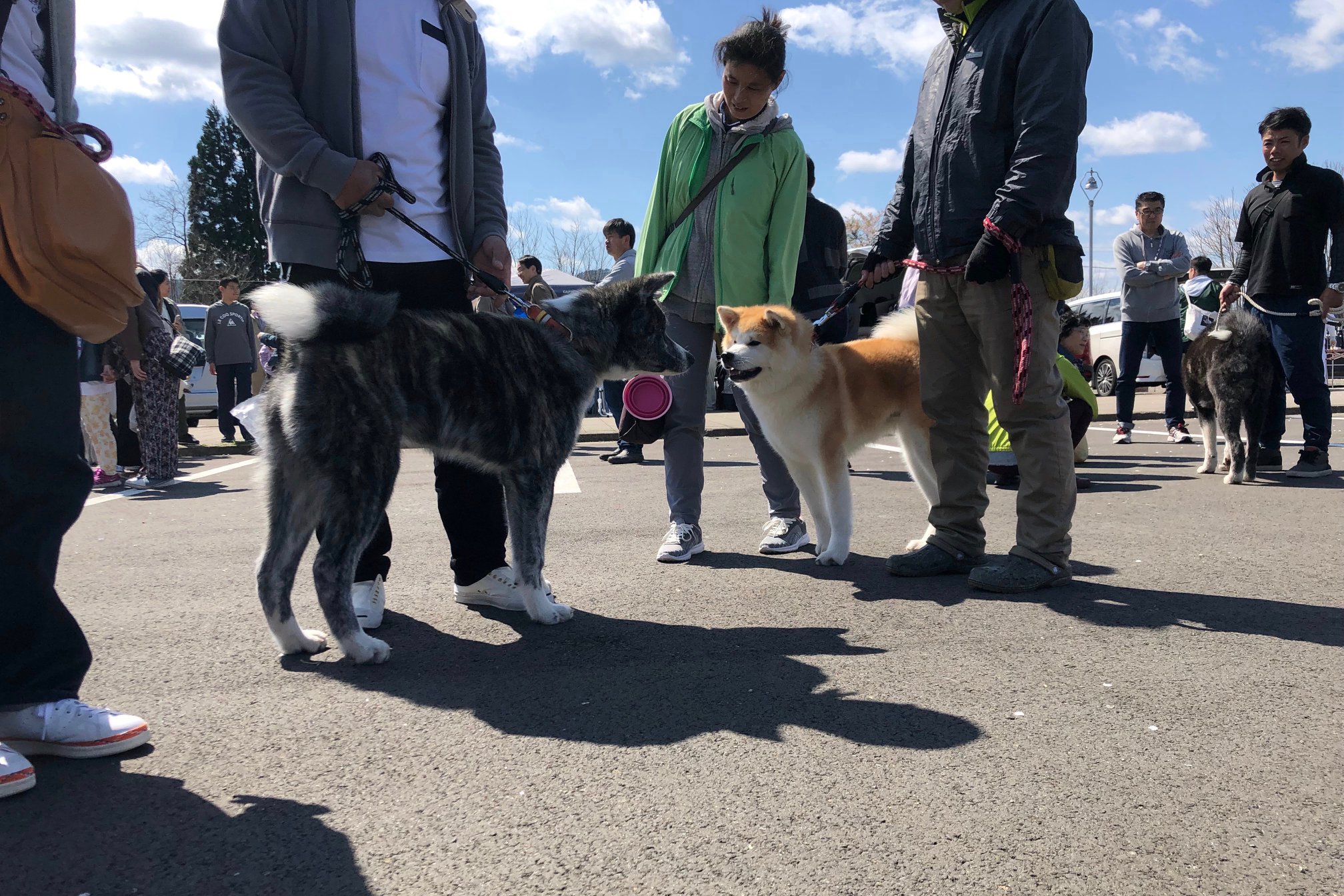 秋田犬に会いに行く◆第140回 秋田犬保存会本部展覧会
