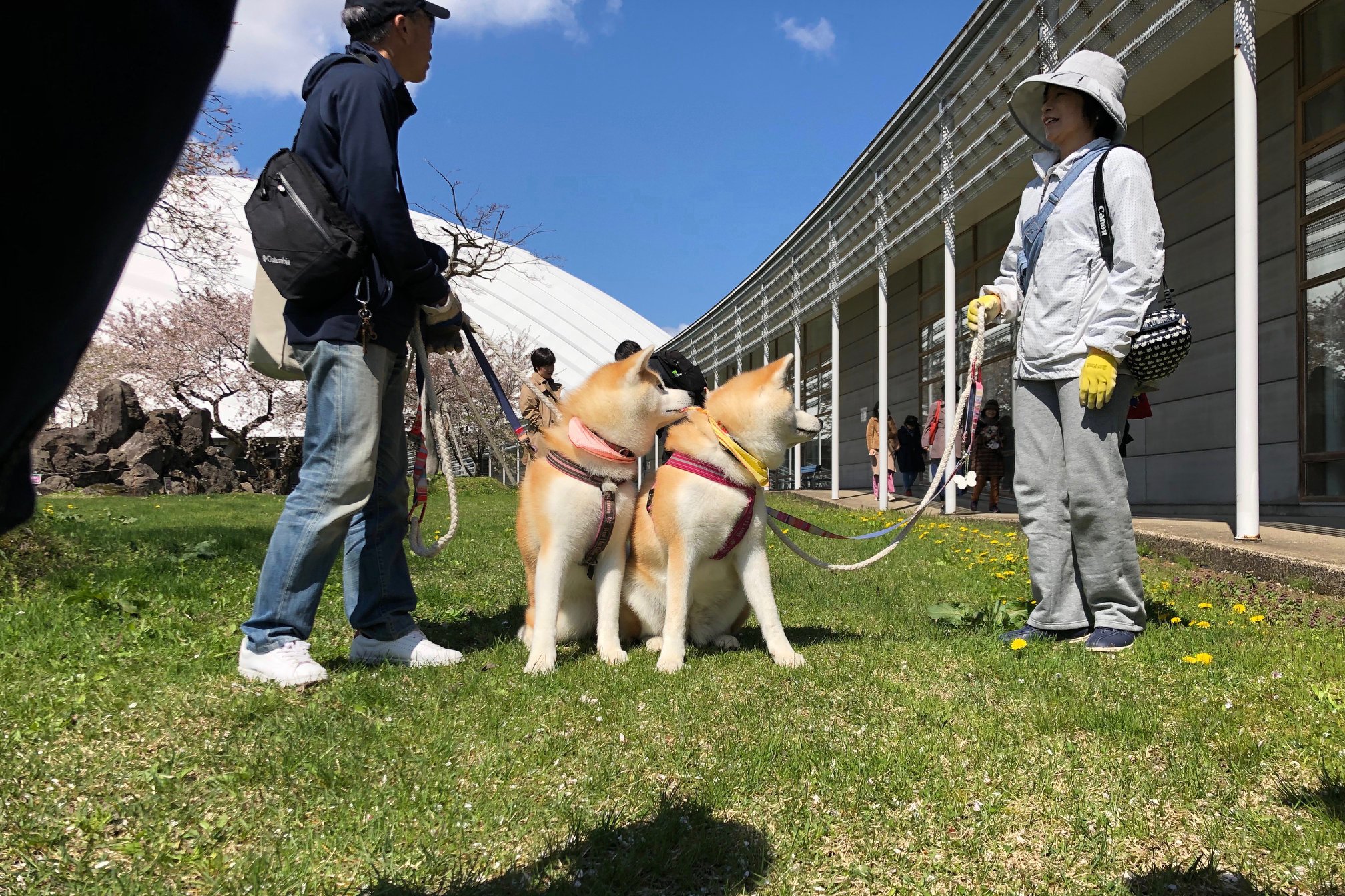 秋田犬に会いに行く◆第140回 秋田犬保存会本部展覧会