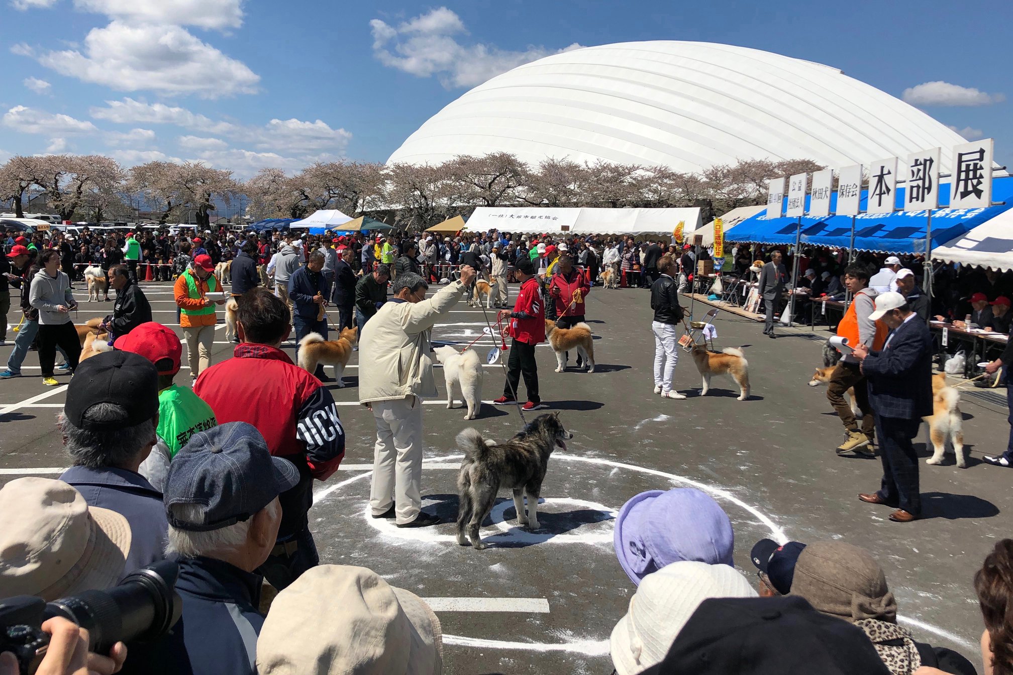秋田犬に会いに行く◆第140回 秋田犬保存会本部展覧会