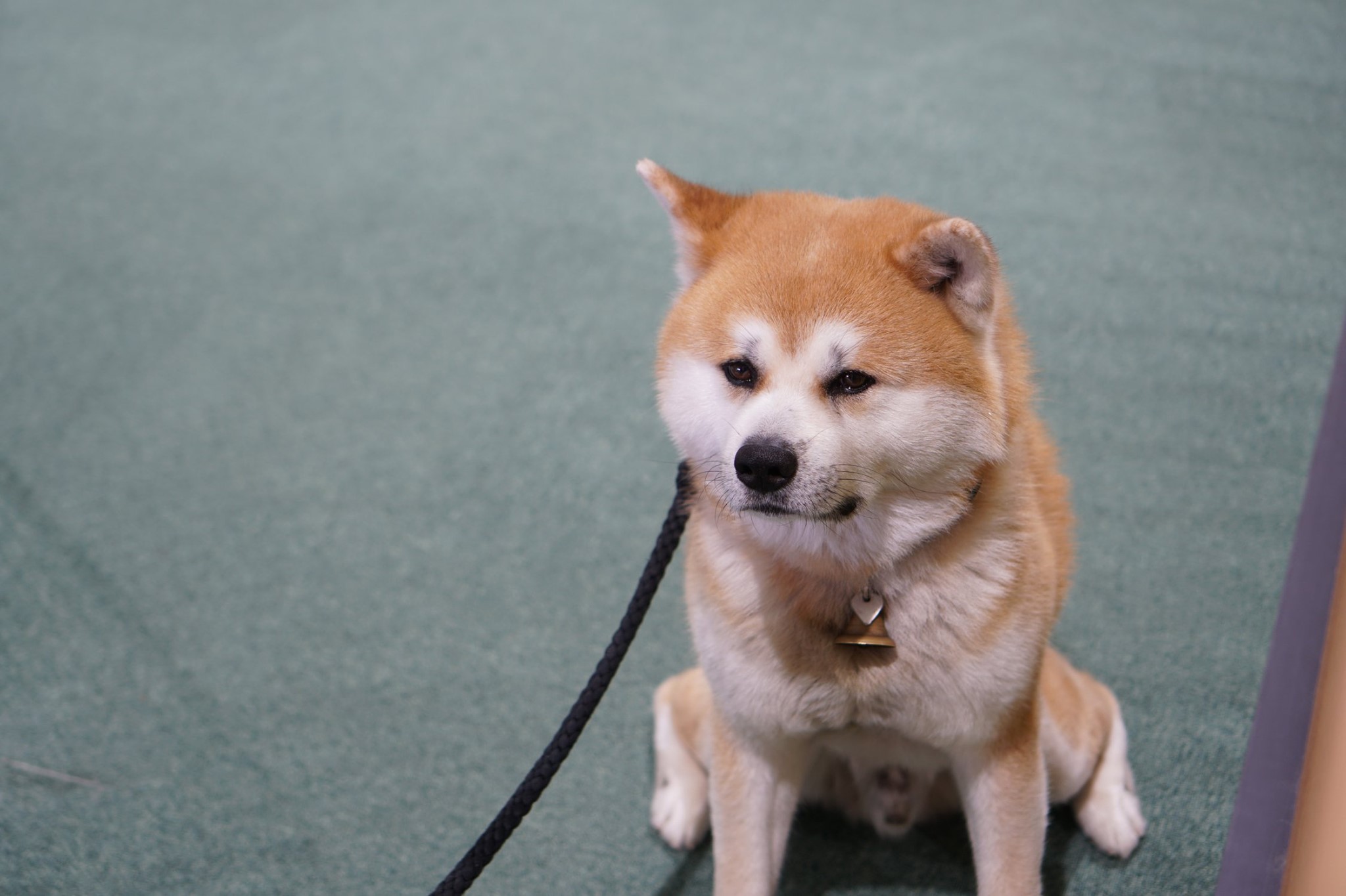 秋田犬に会いに行く◆大館市観光交流施設|秋田犬の里