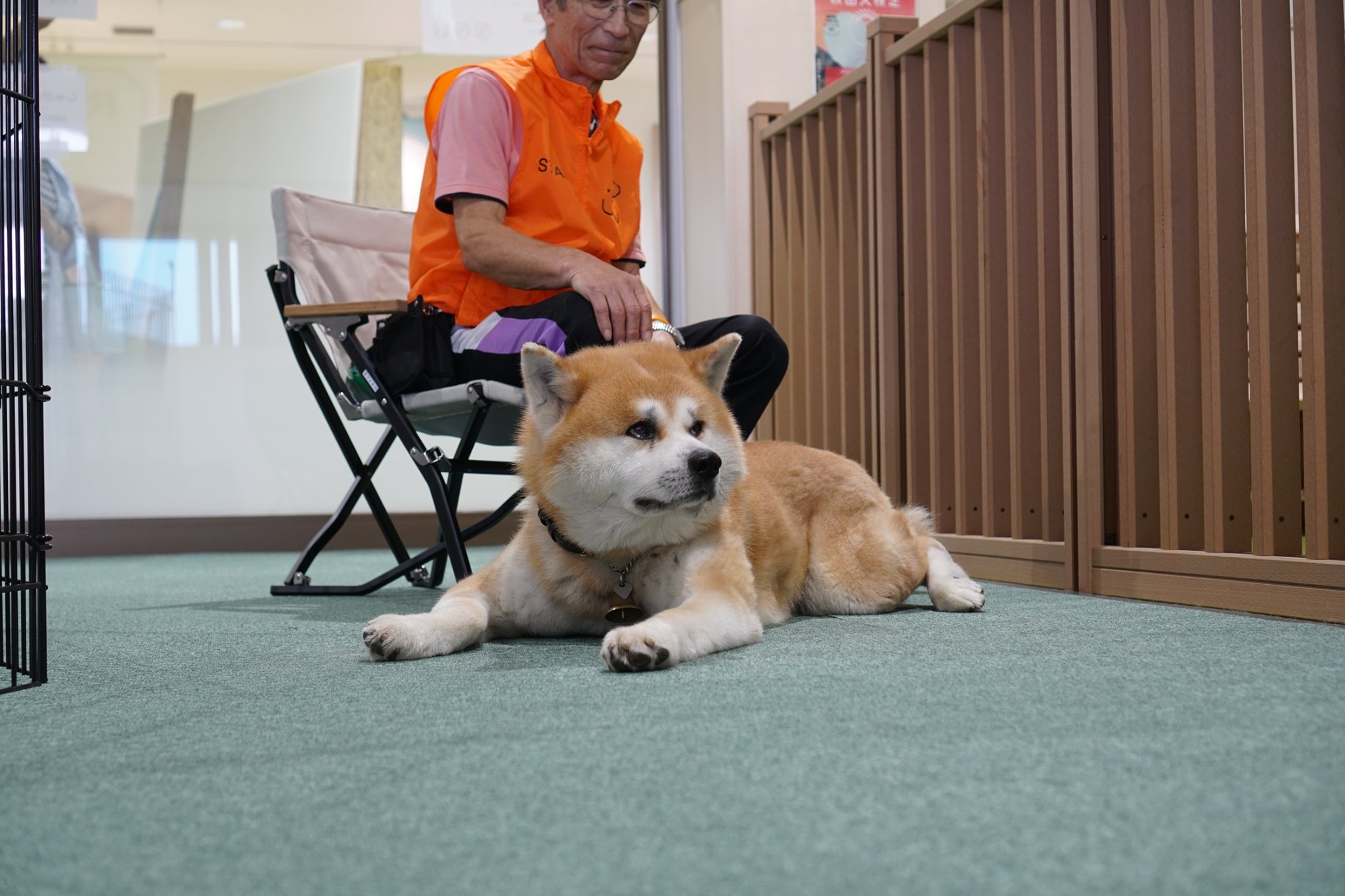 秋田犬に会いに行く◆大館市観光交流施設|秋田犬の里