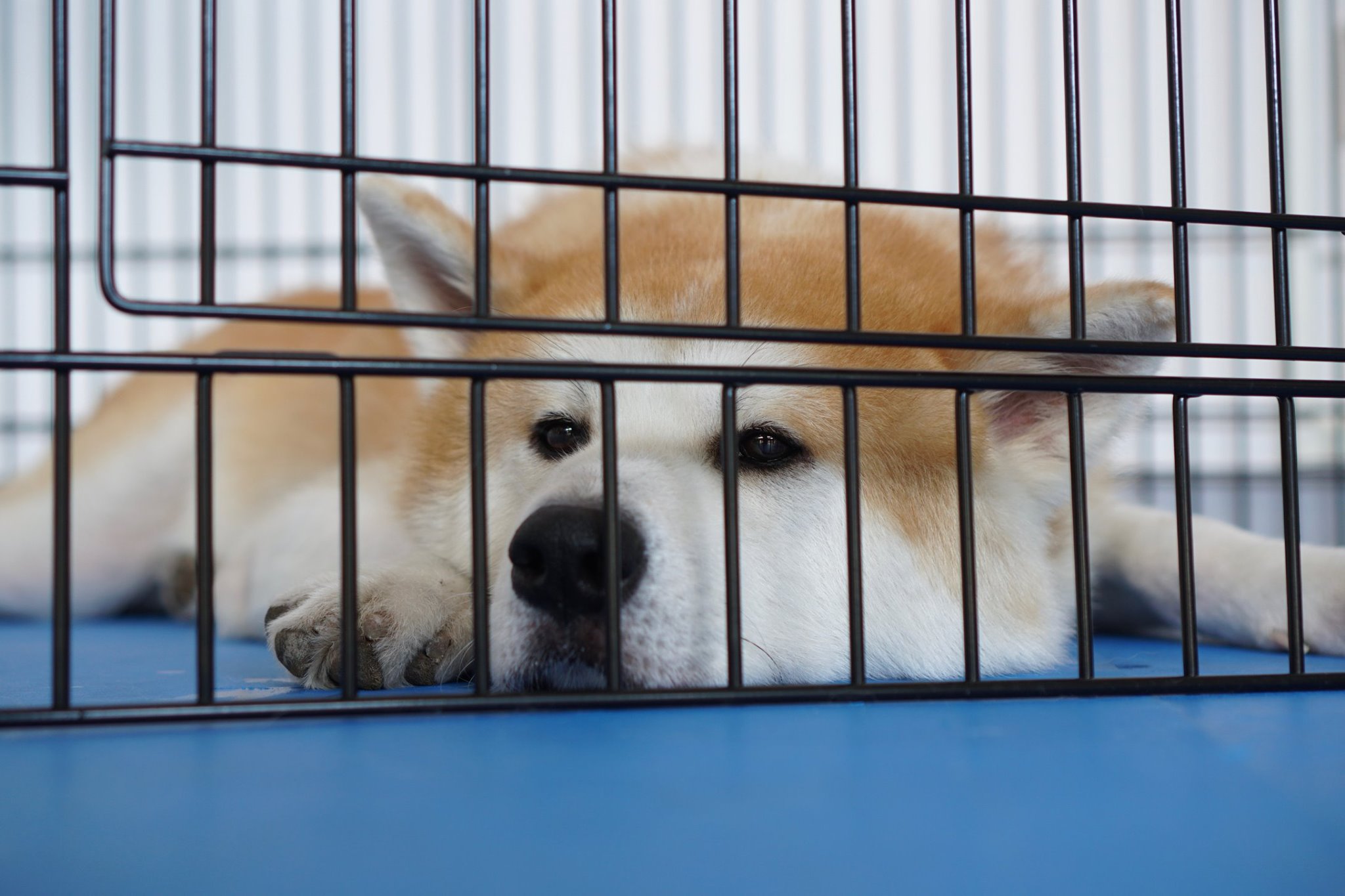 秋田犬に会いに行く◆秋田ふるさと村