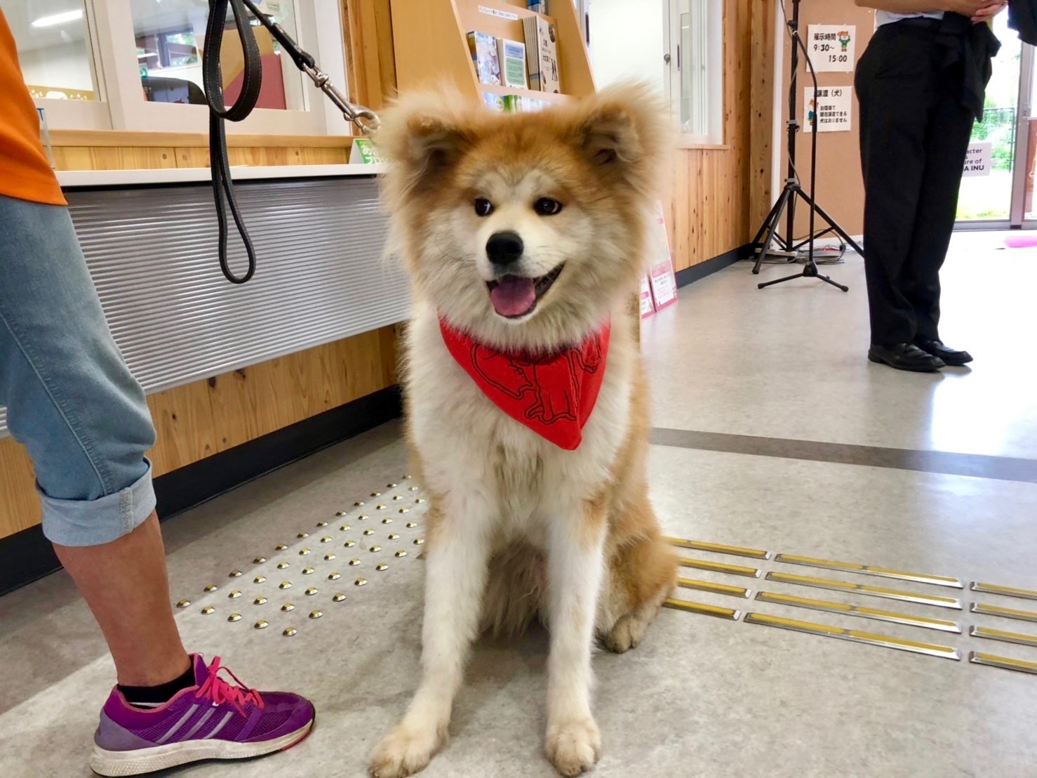 ワンニャピアあきた・パートナー犬の凛(りん)、がんばっています!