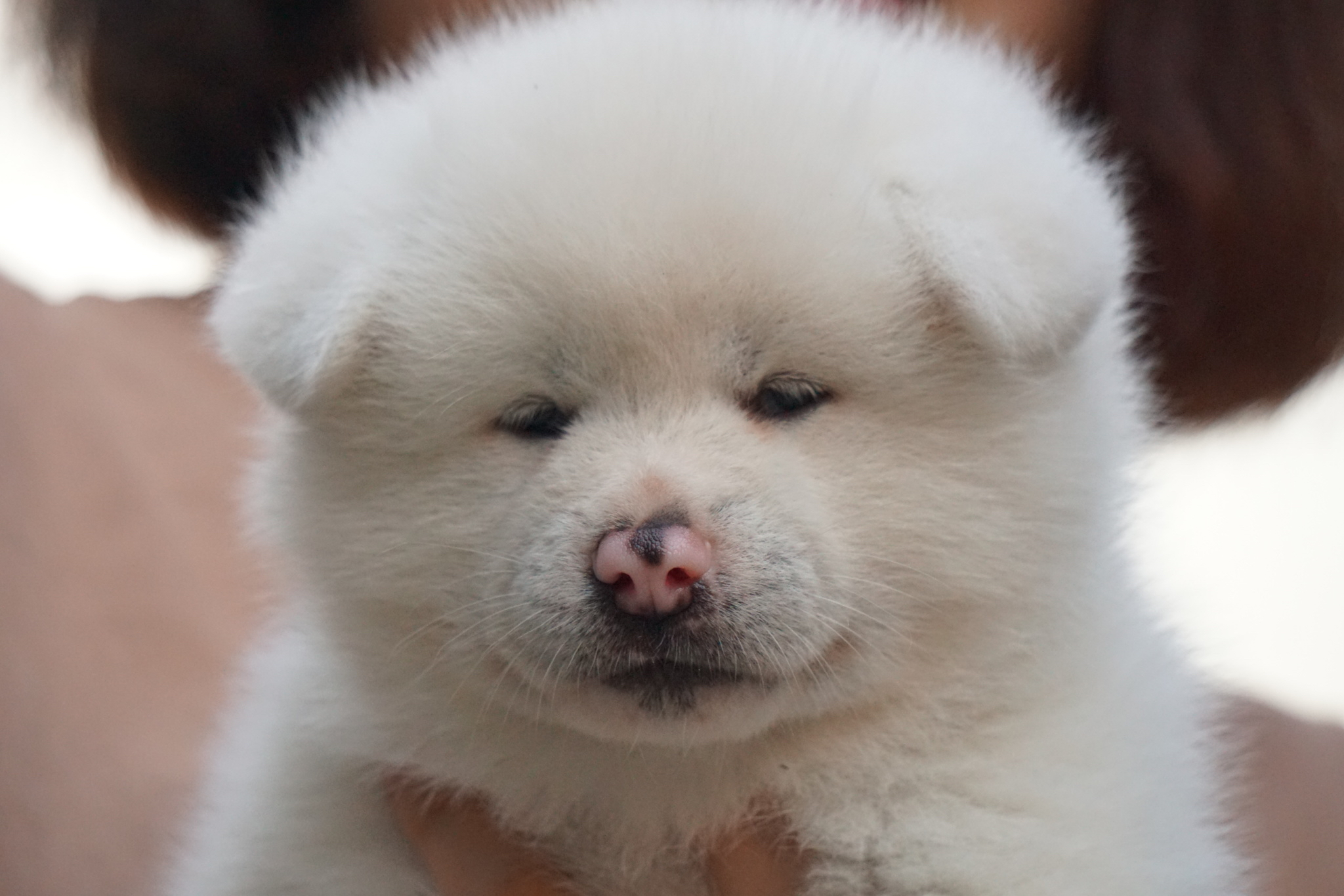 大館市が「秋田犬の名前」を募集!