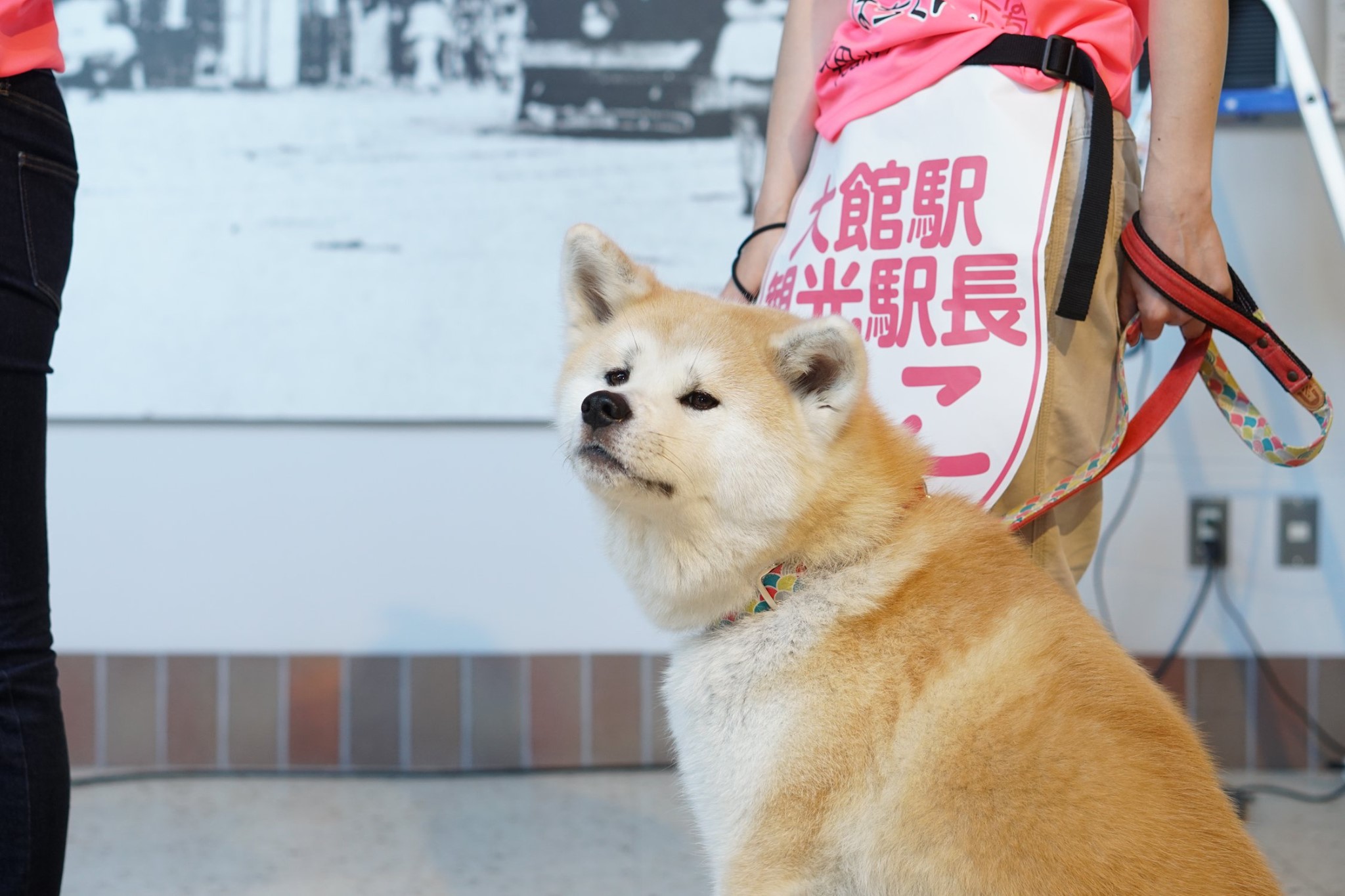 あこ、飛鳥が秋田犬ふれあい隊を卒業します