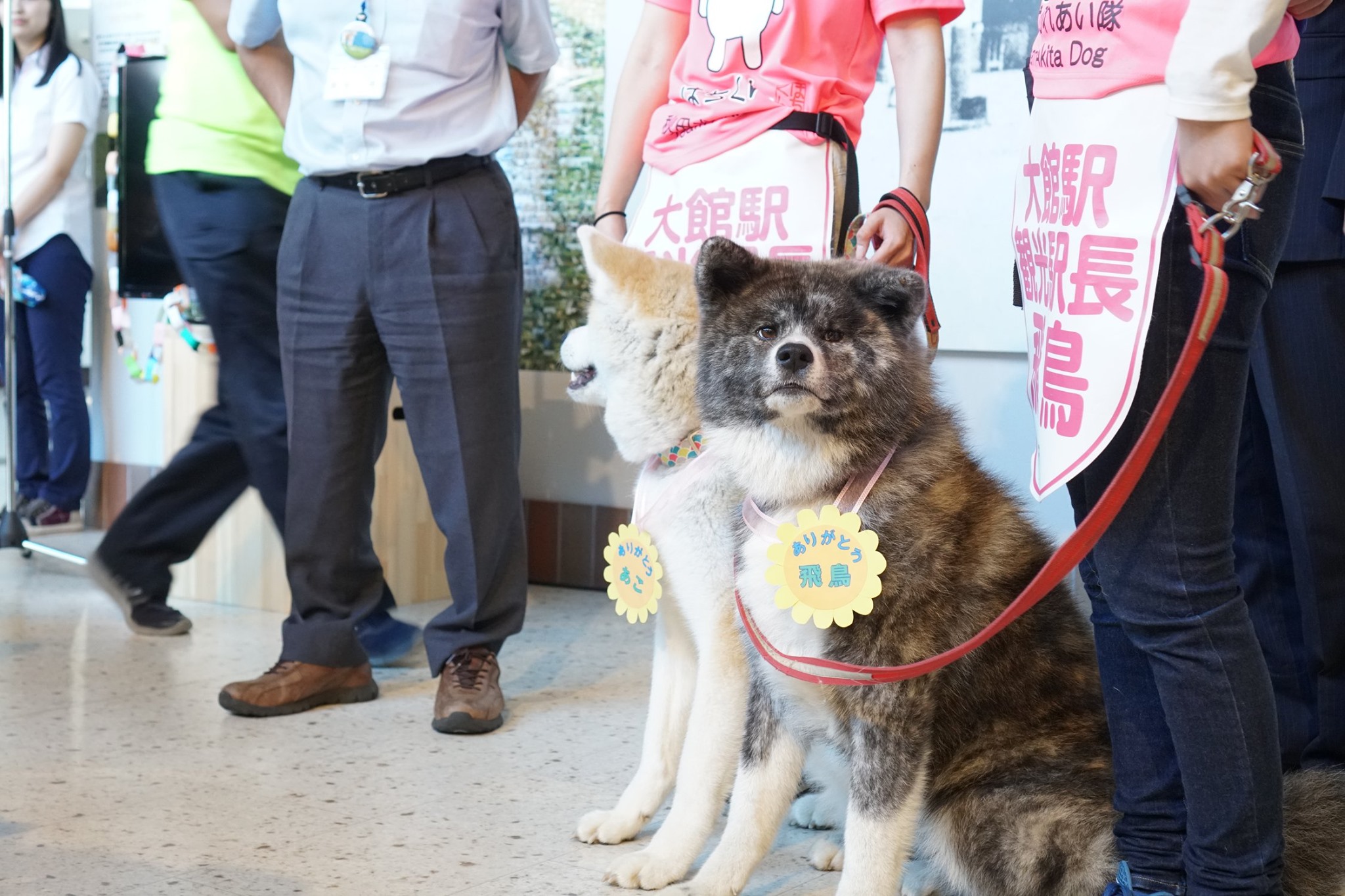 あこ、飛鳥が秋田犬ふれあい隊を卒業します
