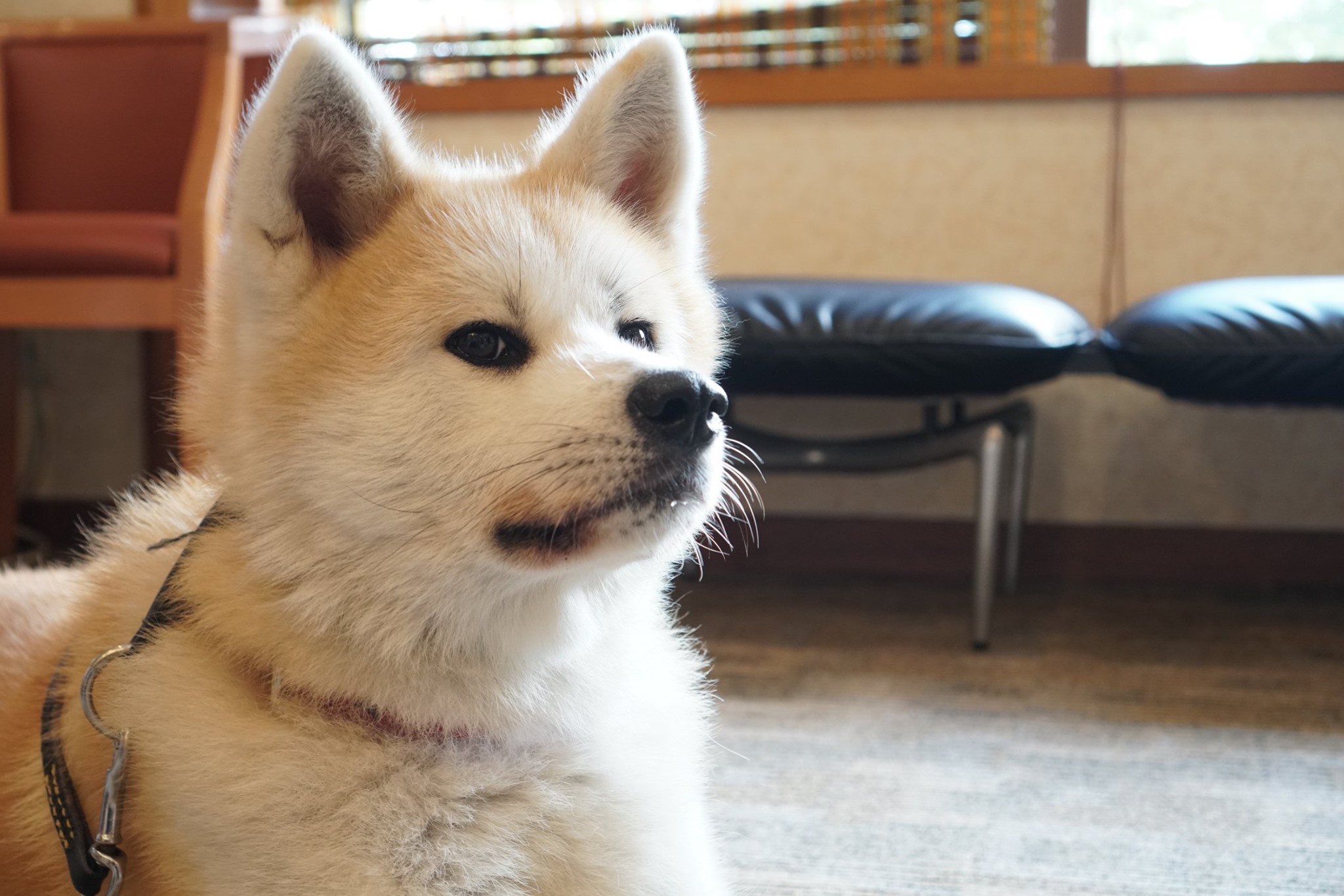 秋田犬に会いに行く◆ロイヤルホテル大館