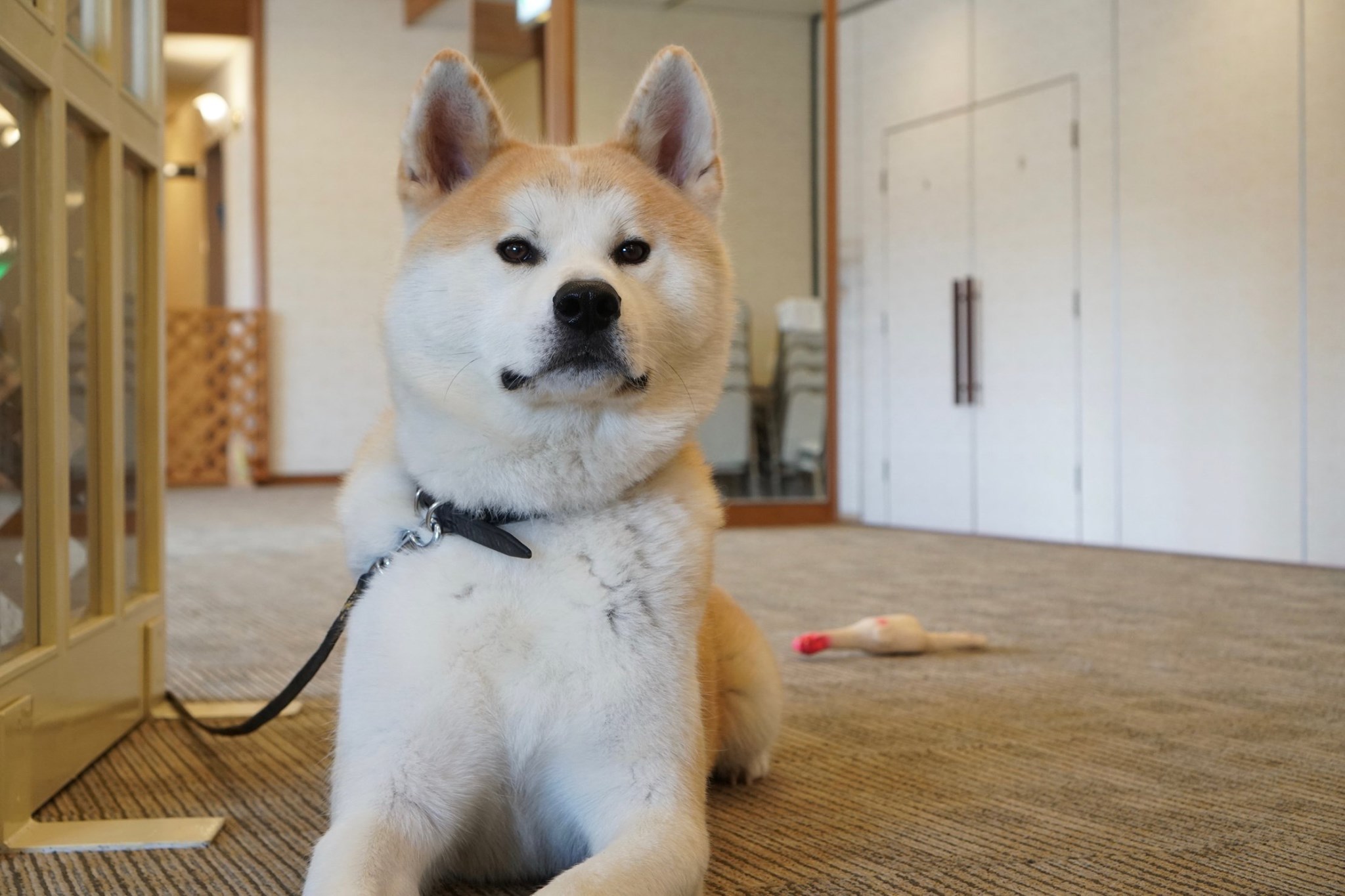 秋田犬に会いに行く◆ロイヤルホテル大館