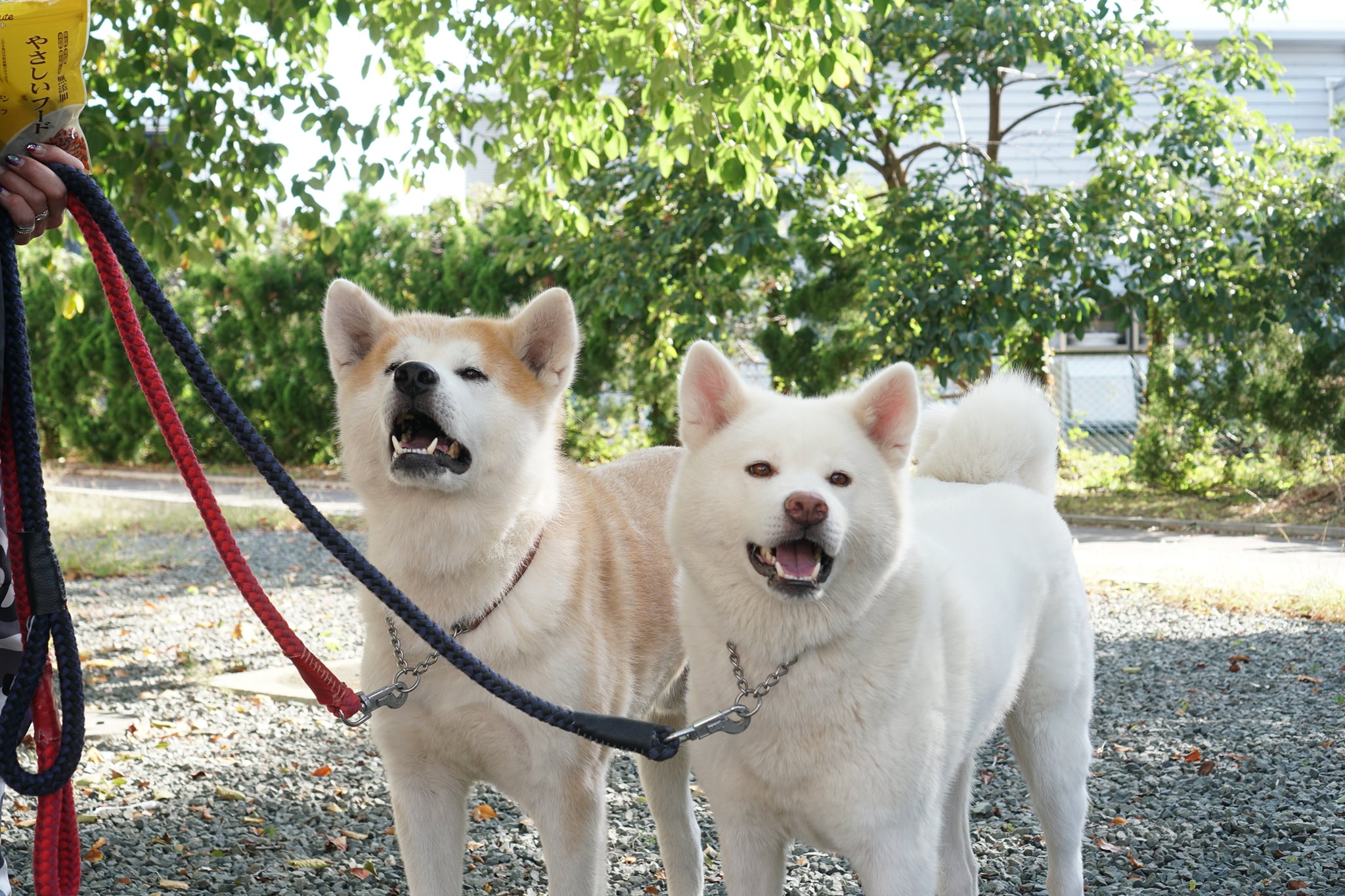 2頭の秋田犬を新たに引き取りました。