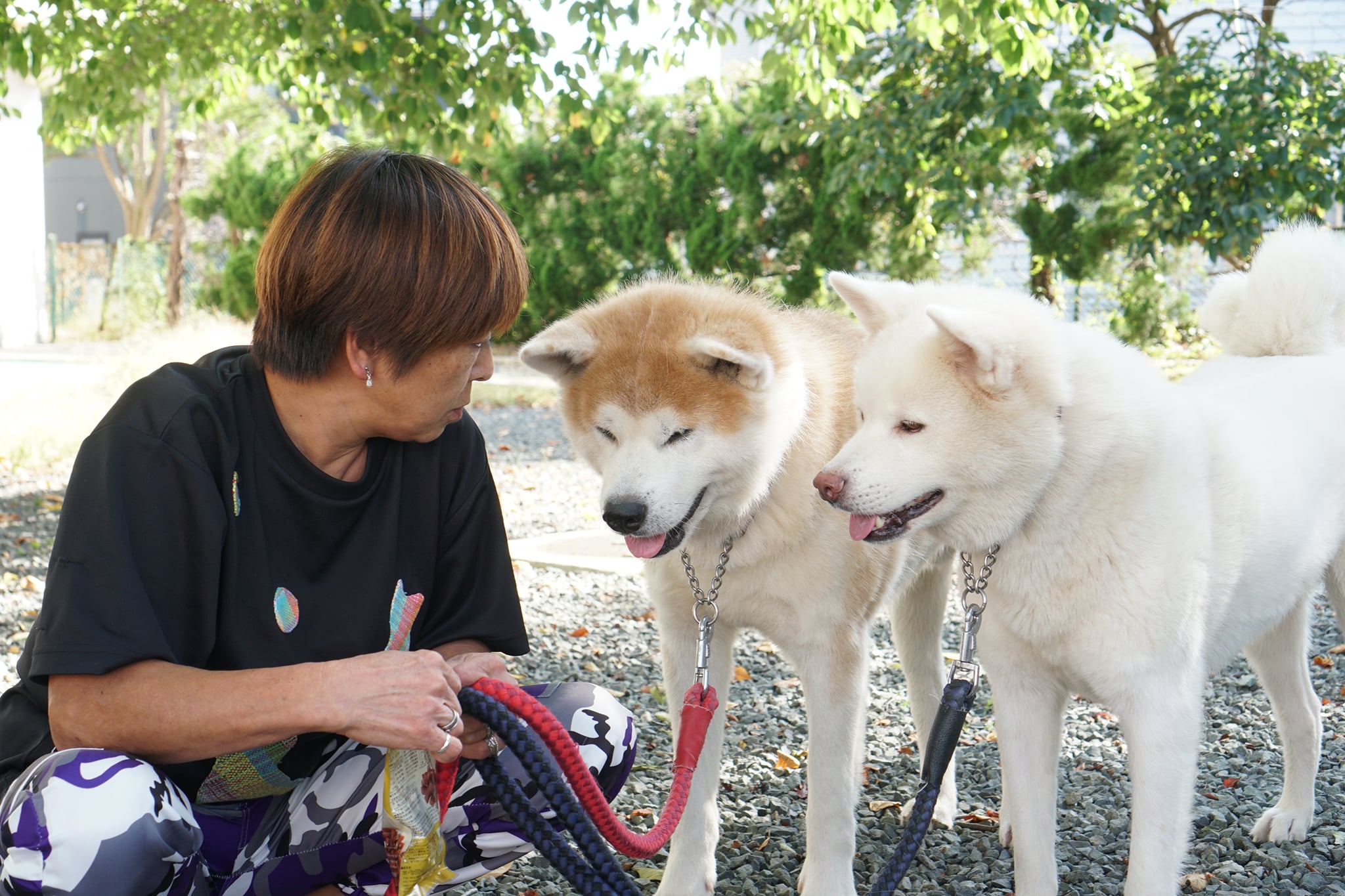 2頭の秋田犬を新たに引き取りました。