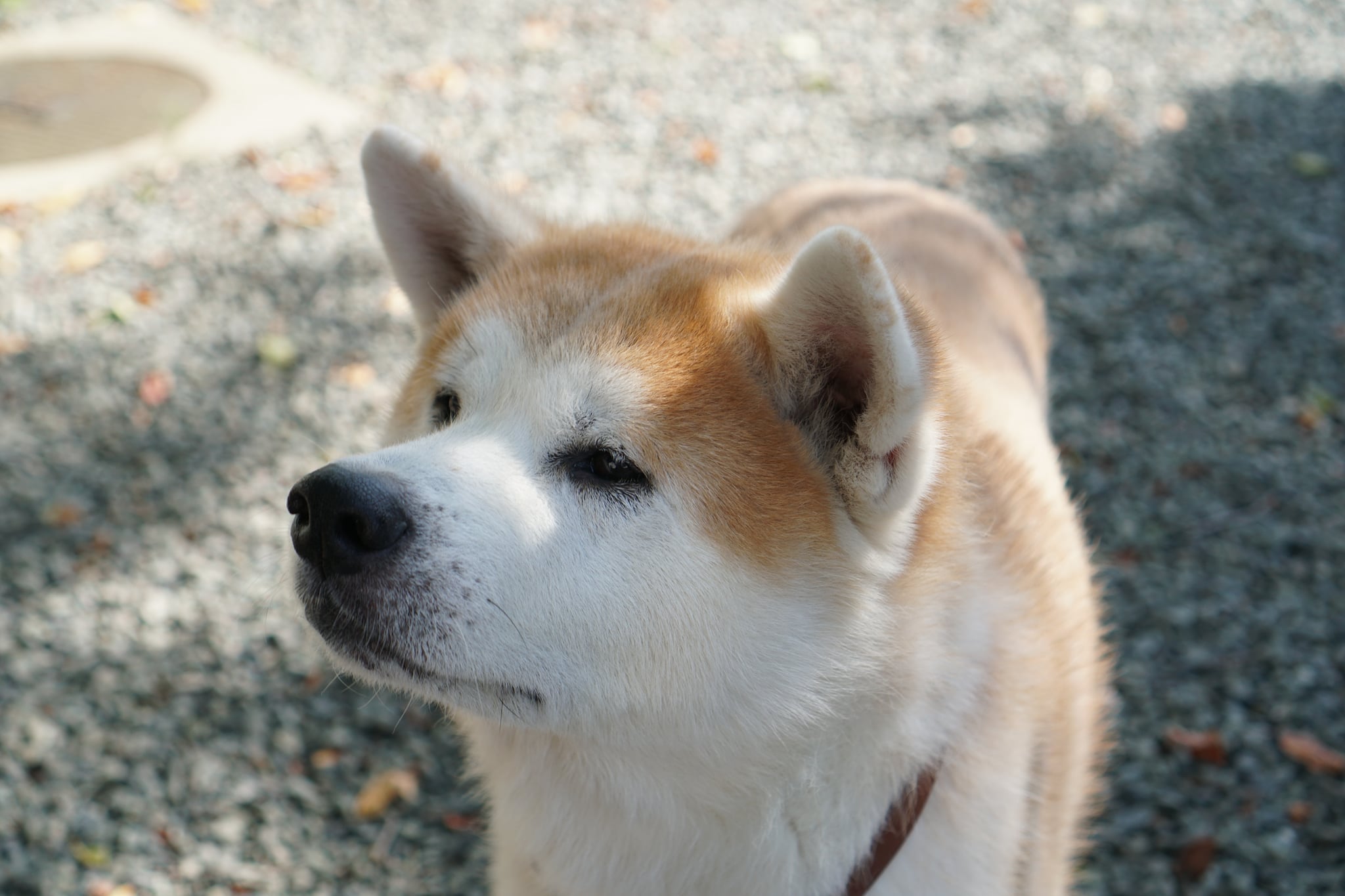 2頭の秋田犬を新たに引き取りました。