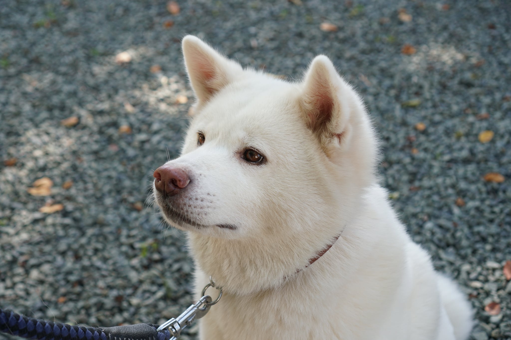 2頭の秋田犬を新たに引き取りました。