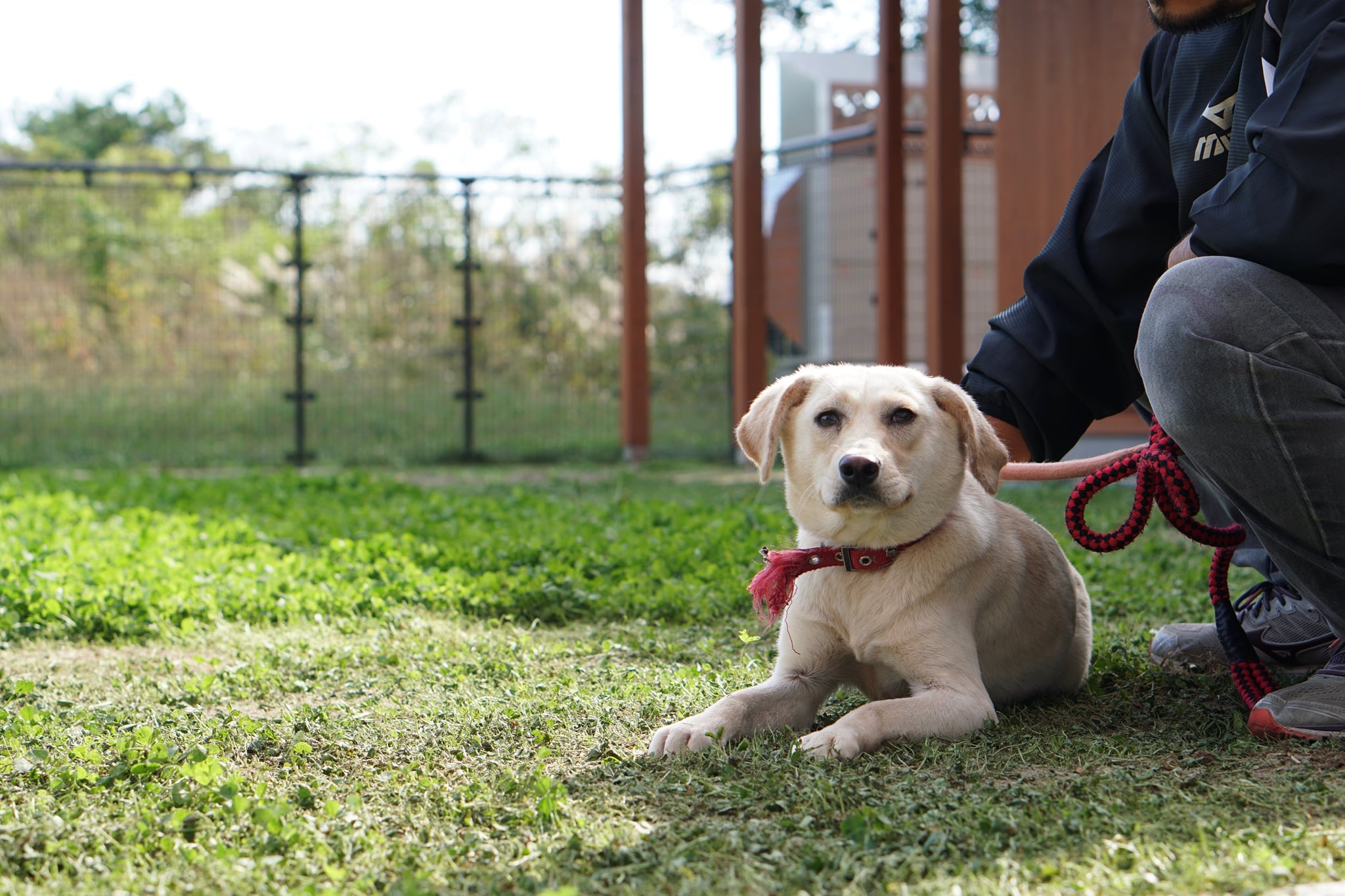 こんなこともやっています　〜保護犬トレーニング〜