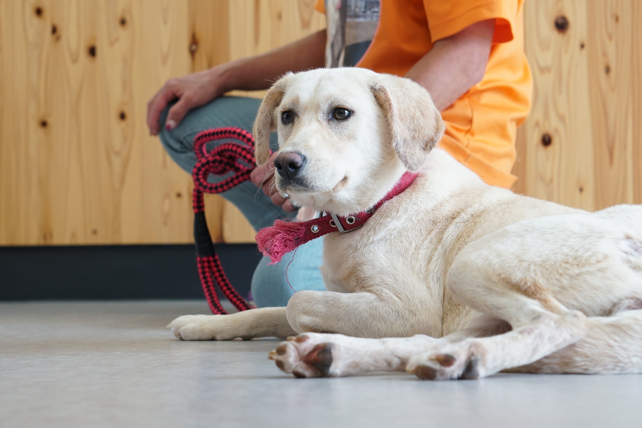 こんなこともやっています　〜保護犬トレーニング〜