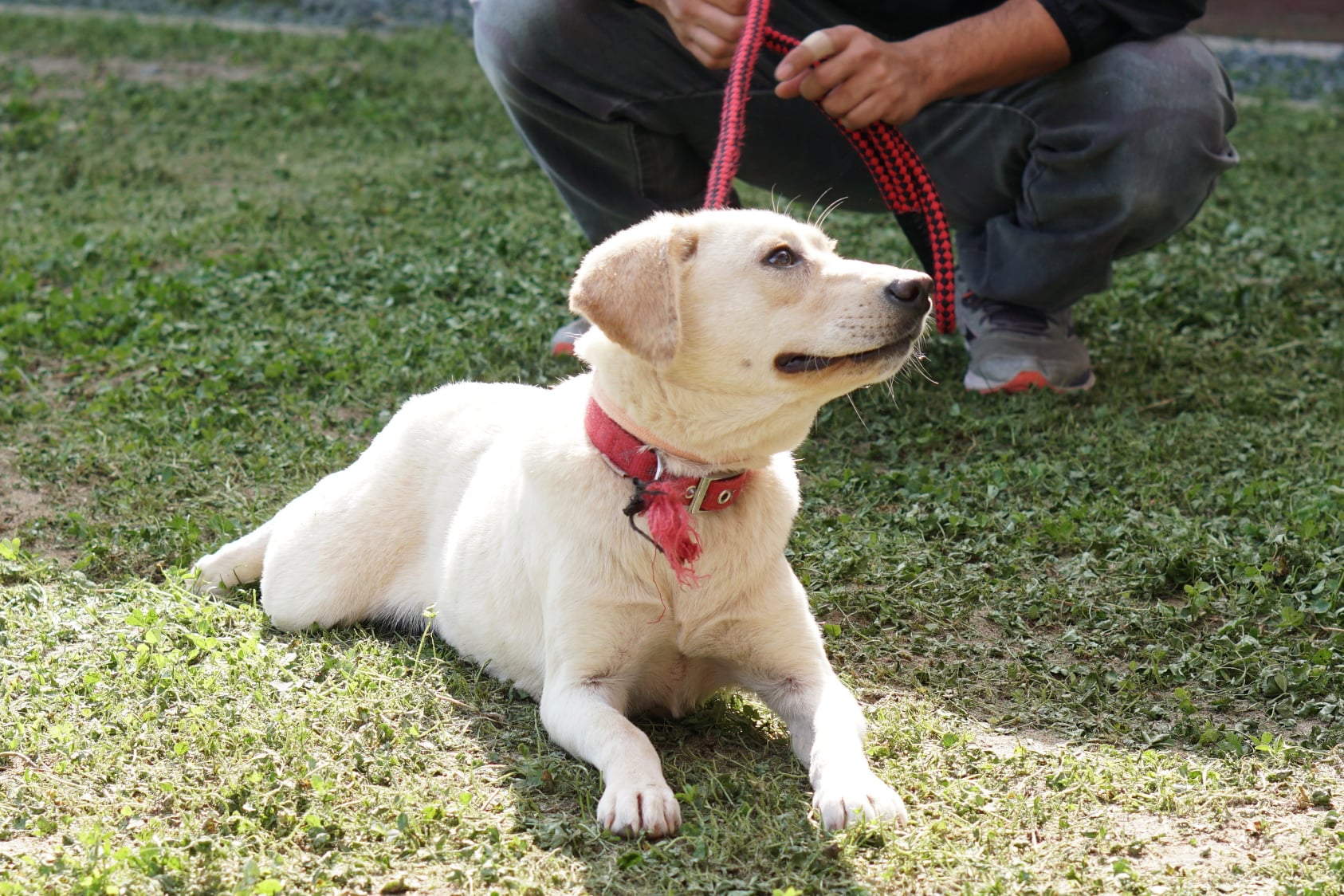 こんなこともやっています　〜保護犬トレーニング〜