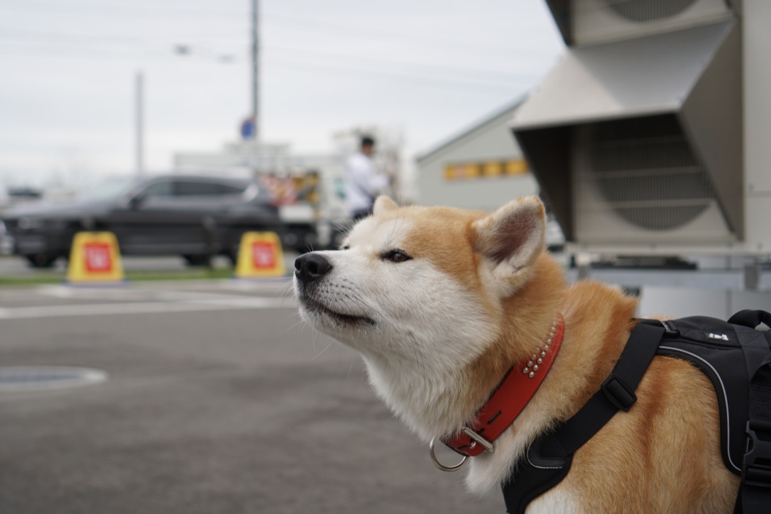 秋田犬に会いに行く◆思いがけず人気者と遭遇!