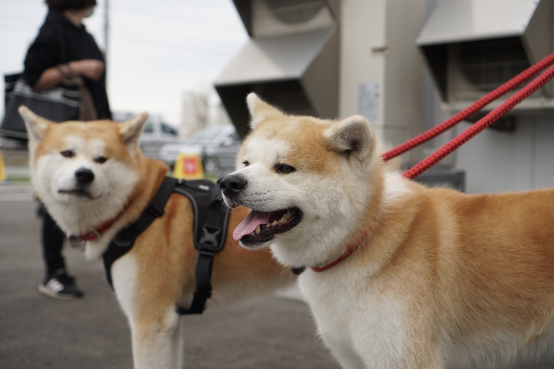 秋田犬に会いに行く◆思いがけず人気者と遭遇!