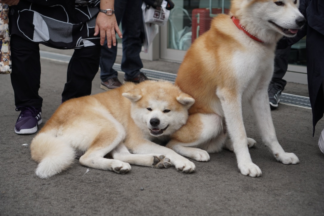 秋田犬に会いに行く◆思いがけず人気者と遭遇!