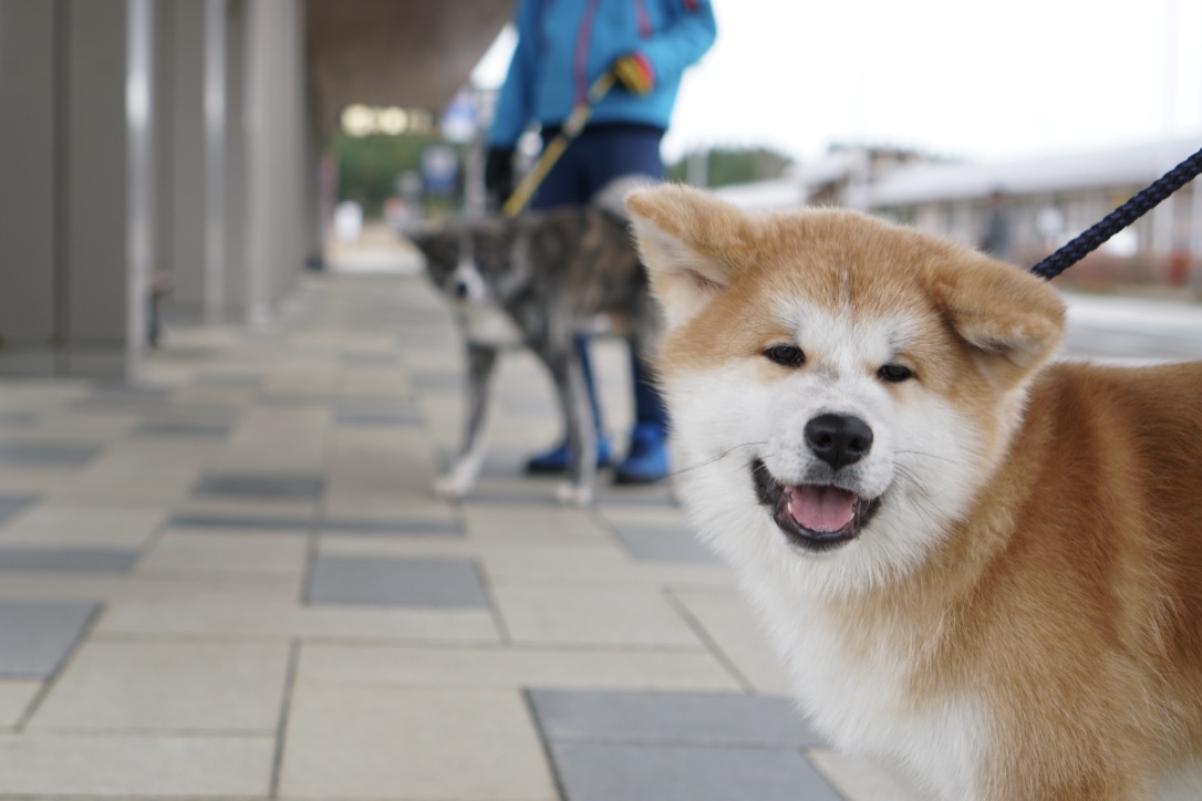 秋田犬に会いに行く◆大館能代空港