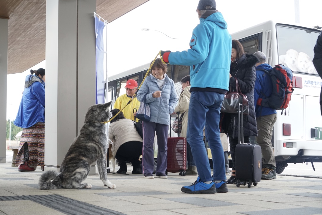 秋田犬に会いに行く◆大館能代空港