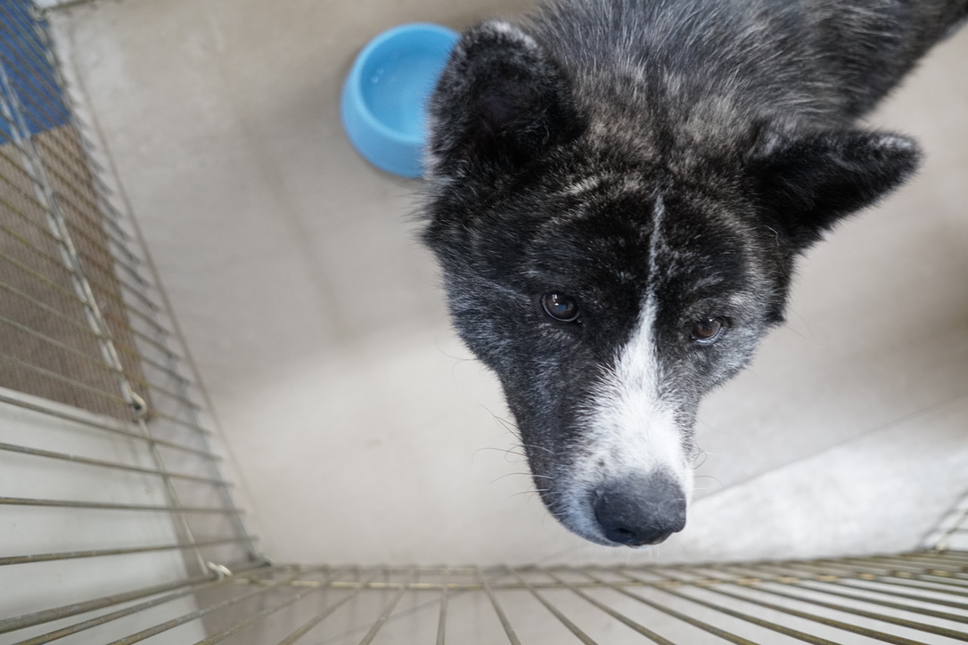 秋田犬に会いに行く◆秋田犬会館2