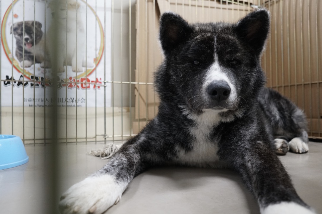秋田犬に会いに行く◆秋田犬会館2