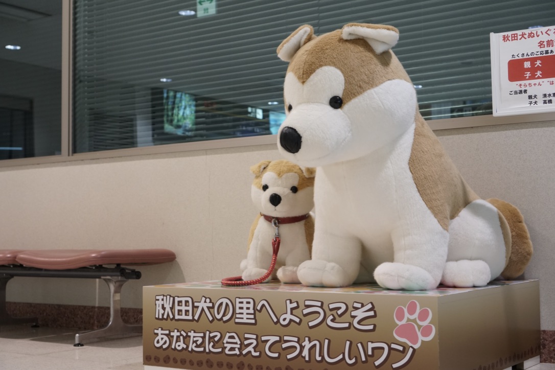 秋田犬に会いに行く◆大館能代空港