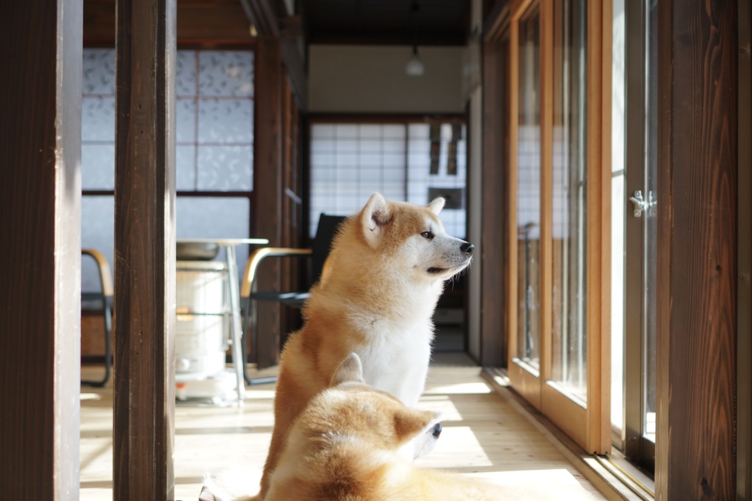 秋田犬に会いに行く◆角館 民泊「縁 Enishi」