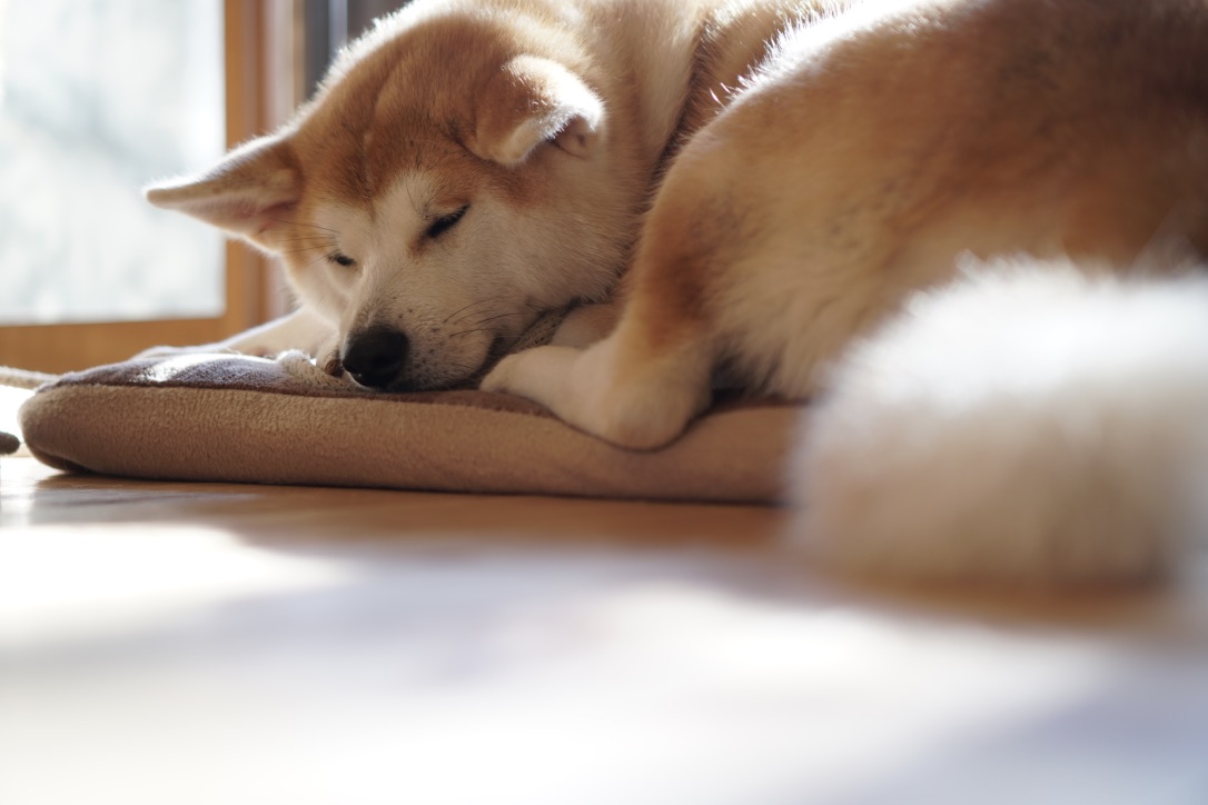 秋田犬に会いに行く◆角館 民泊「縁 Enishi」