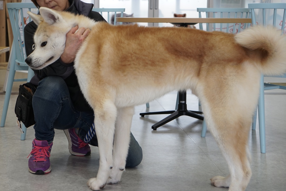 捨てた皆さん、分かっていますか？ ペットの遺棄は、動物愛護法違反の罪に問われる犯罪です。