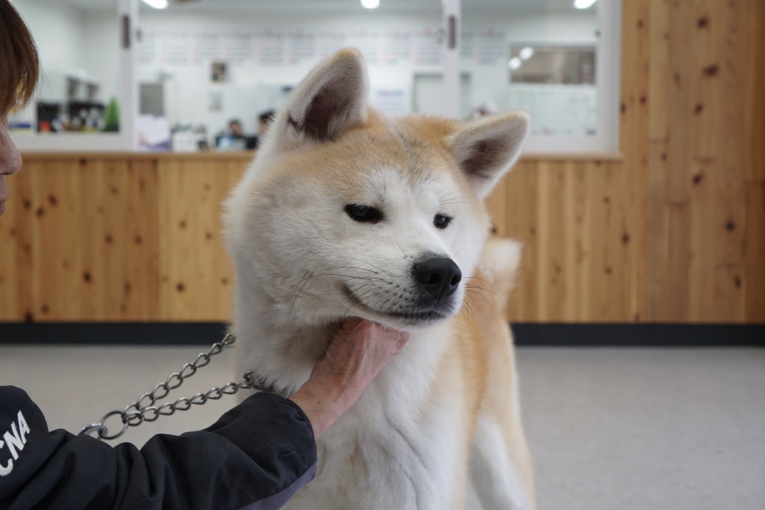 捨てた皆さん、分かっていますか？ ペットの遺棄は、動物愛護法違反の罪に問われる犯罪です。