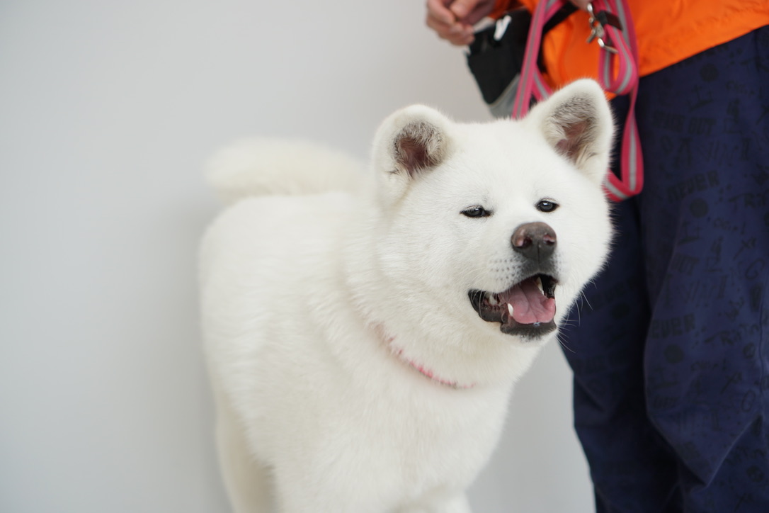 秋田犬に会いに行く◆秋田犬の里・秋田犬展示室(1)