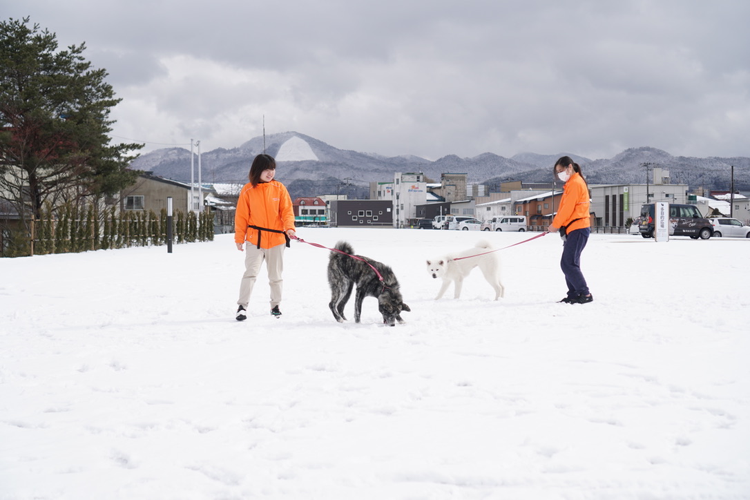 秋田犬に会いに行く◆秋田犬の里・秋田犬展示室(2)
