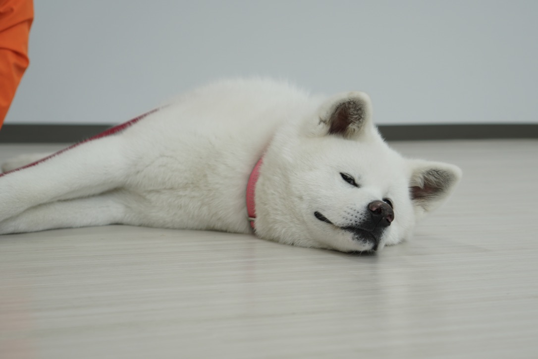 秋田犬に会いに行く◆秋田犬の里・秋田犬展示室(1)