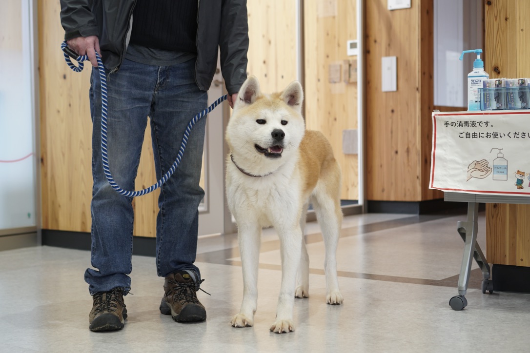 ワンニャピアあきたで、保護犬の譲渡式が行われました。