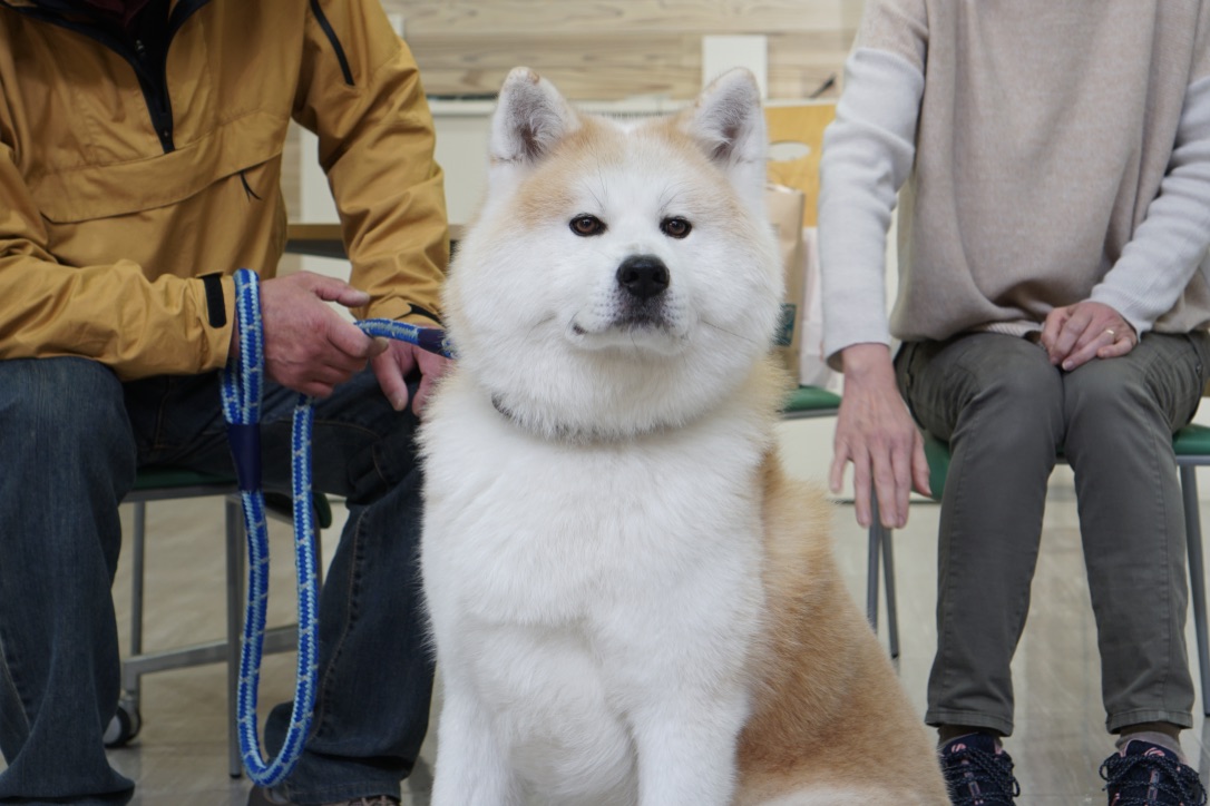 疾風と里親さんが遊びに来てくれました！