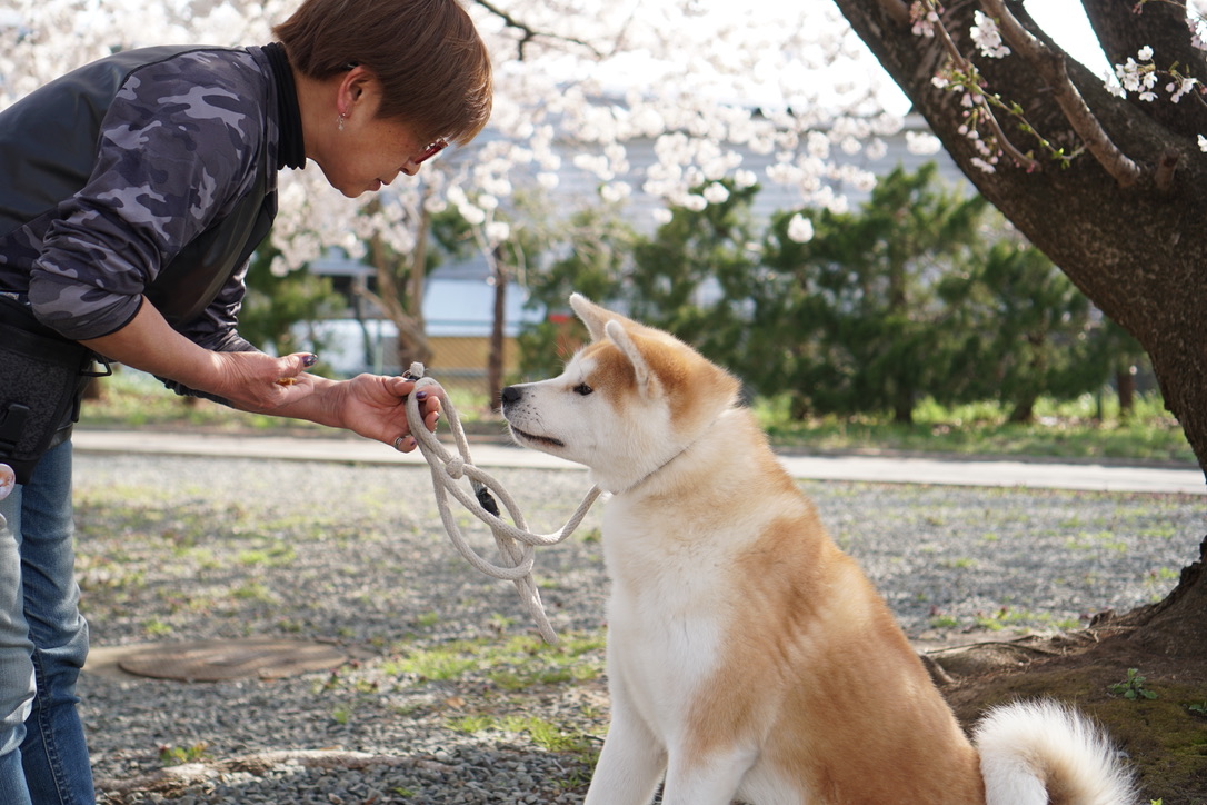 あの「ふじこちゃん」が、ONE FOR AKITAに？！