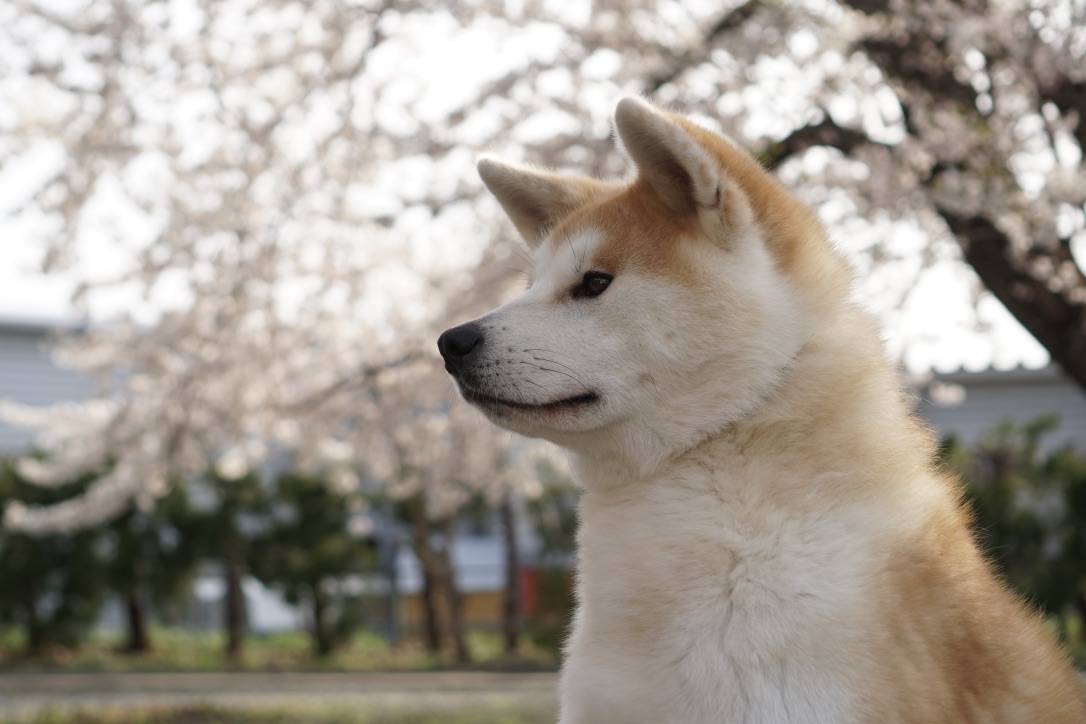 あの「ふじこちゃん」が、ONE FOR AKITAに？！